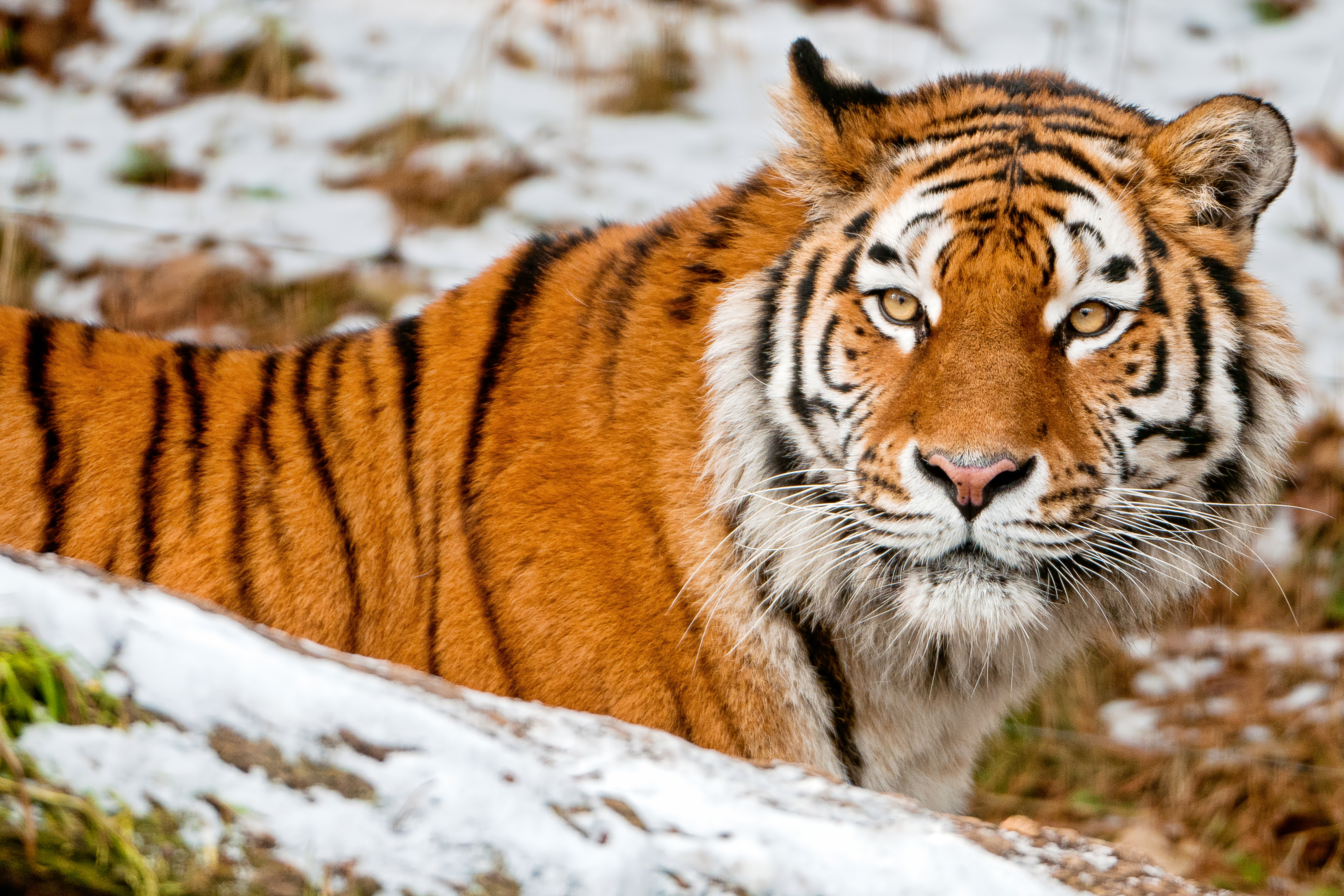 Amur tiger in the winter forest