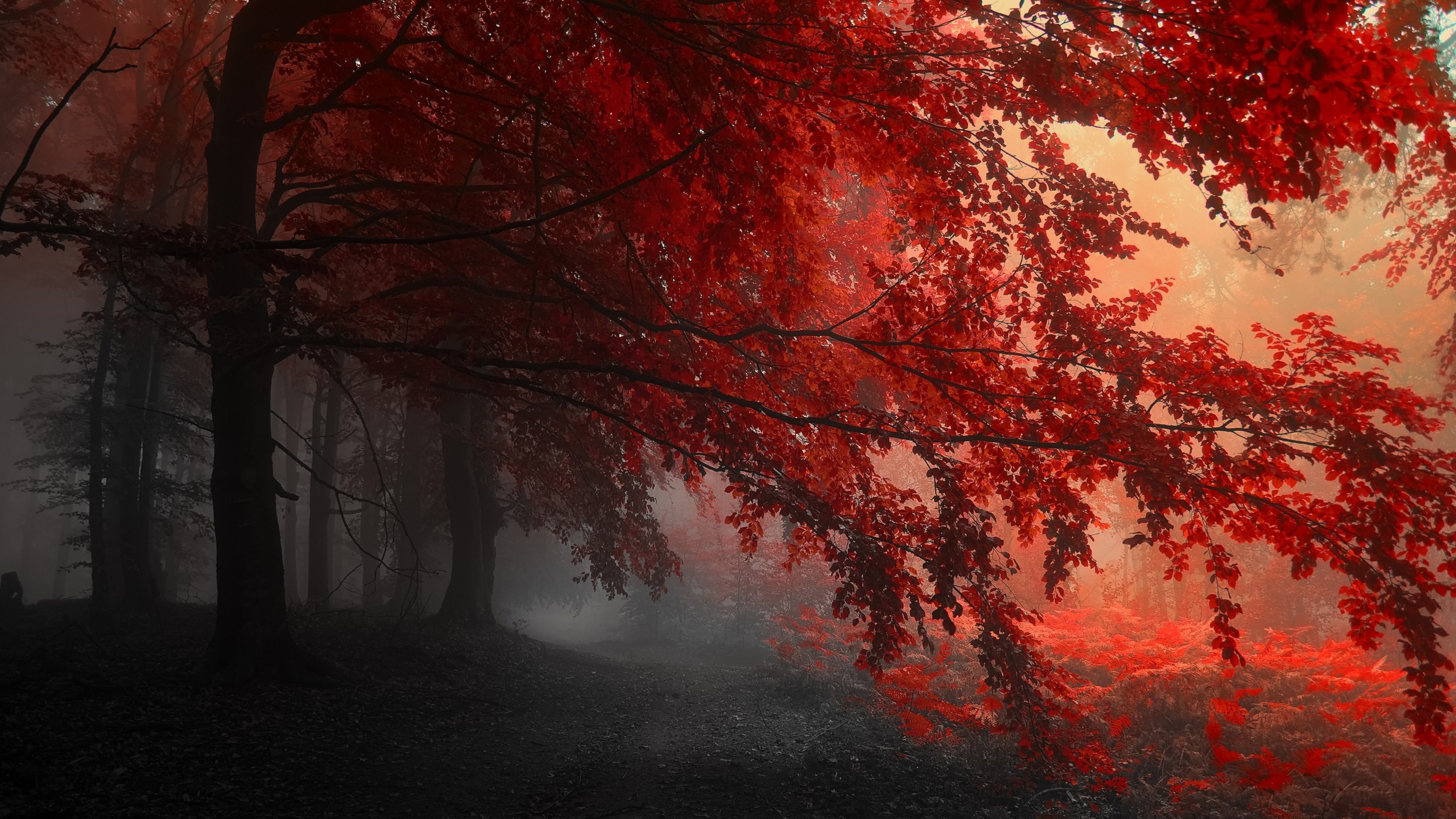 Wallpapers trees red forest on the desktop