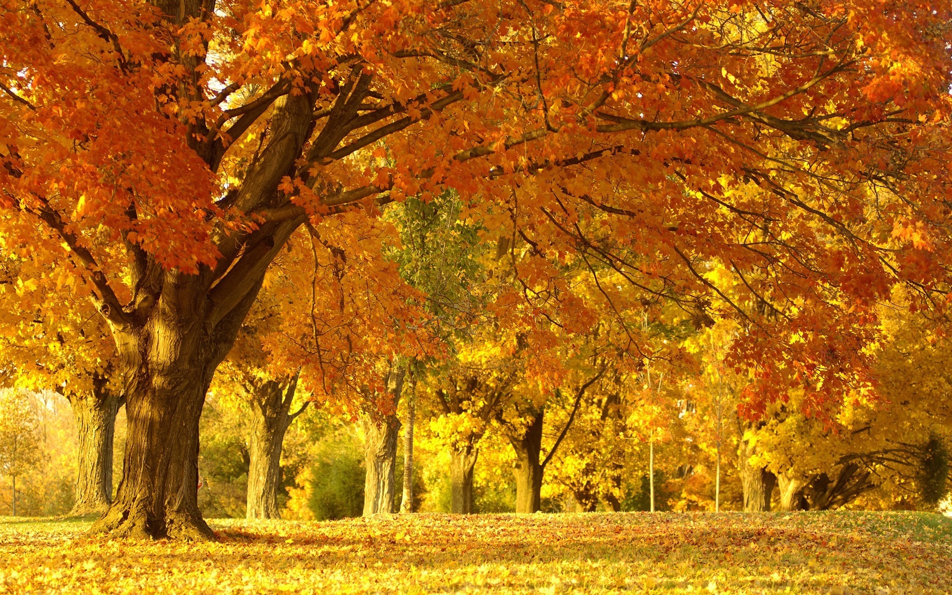 Free photo Yellowwoods in October