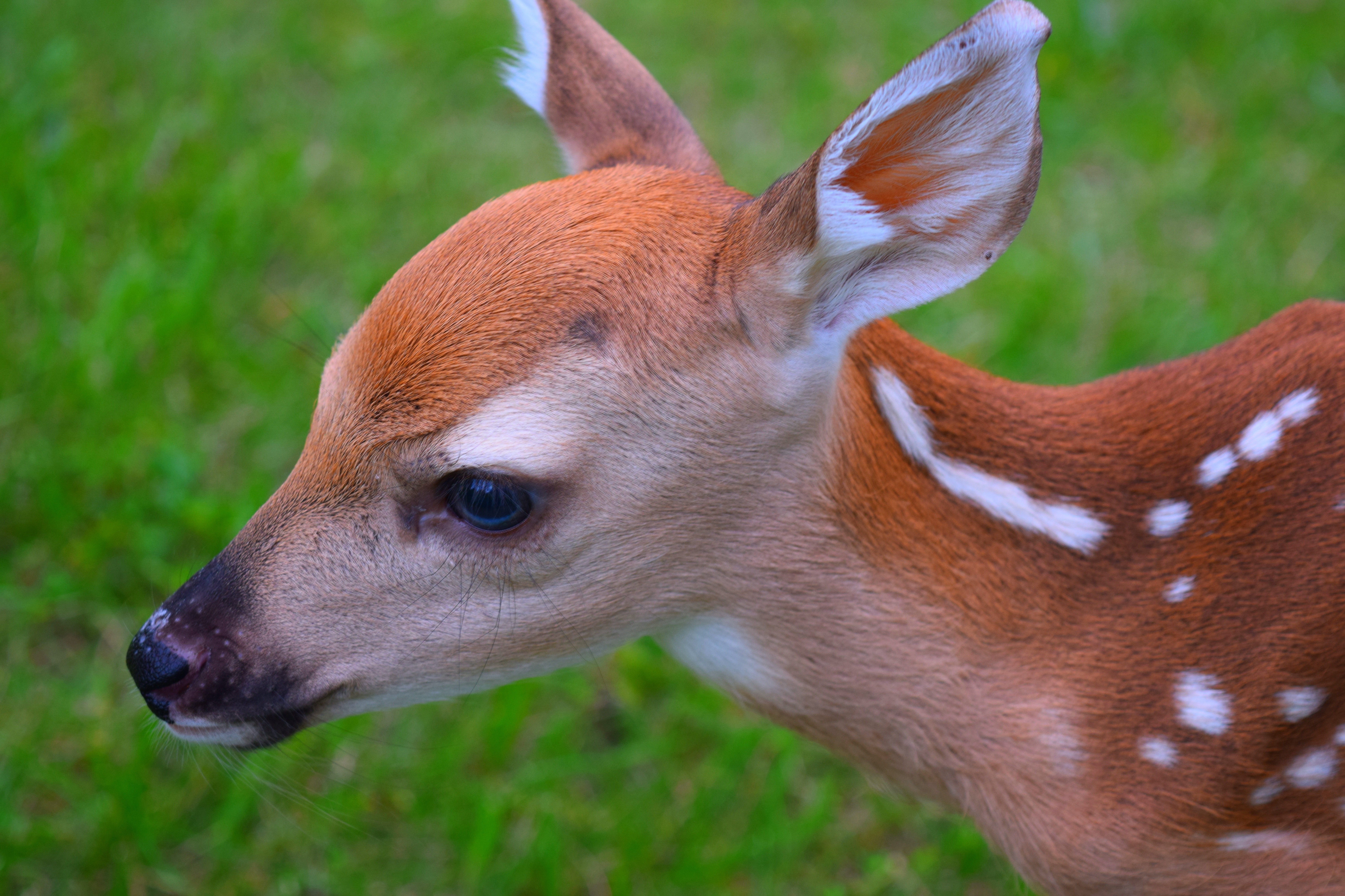 Wallpapers animal wildlife deer on the desktop