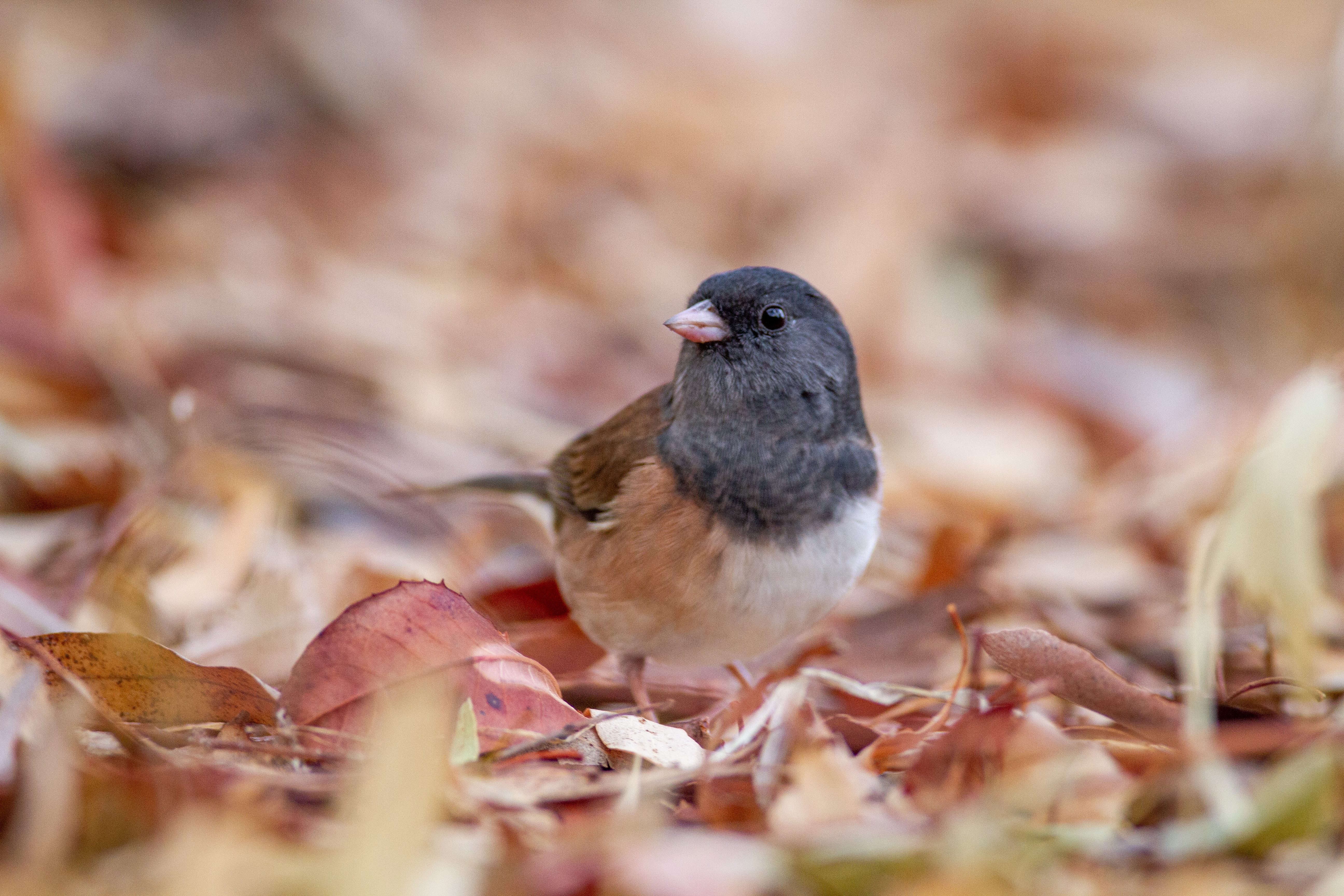 一只鸟儿坐在秋叶中