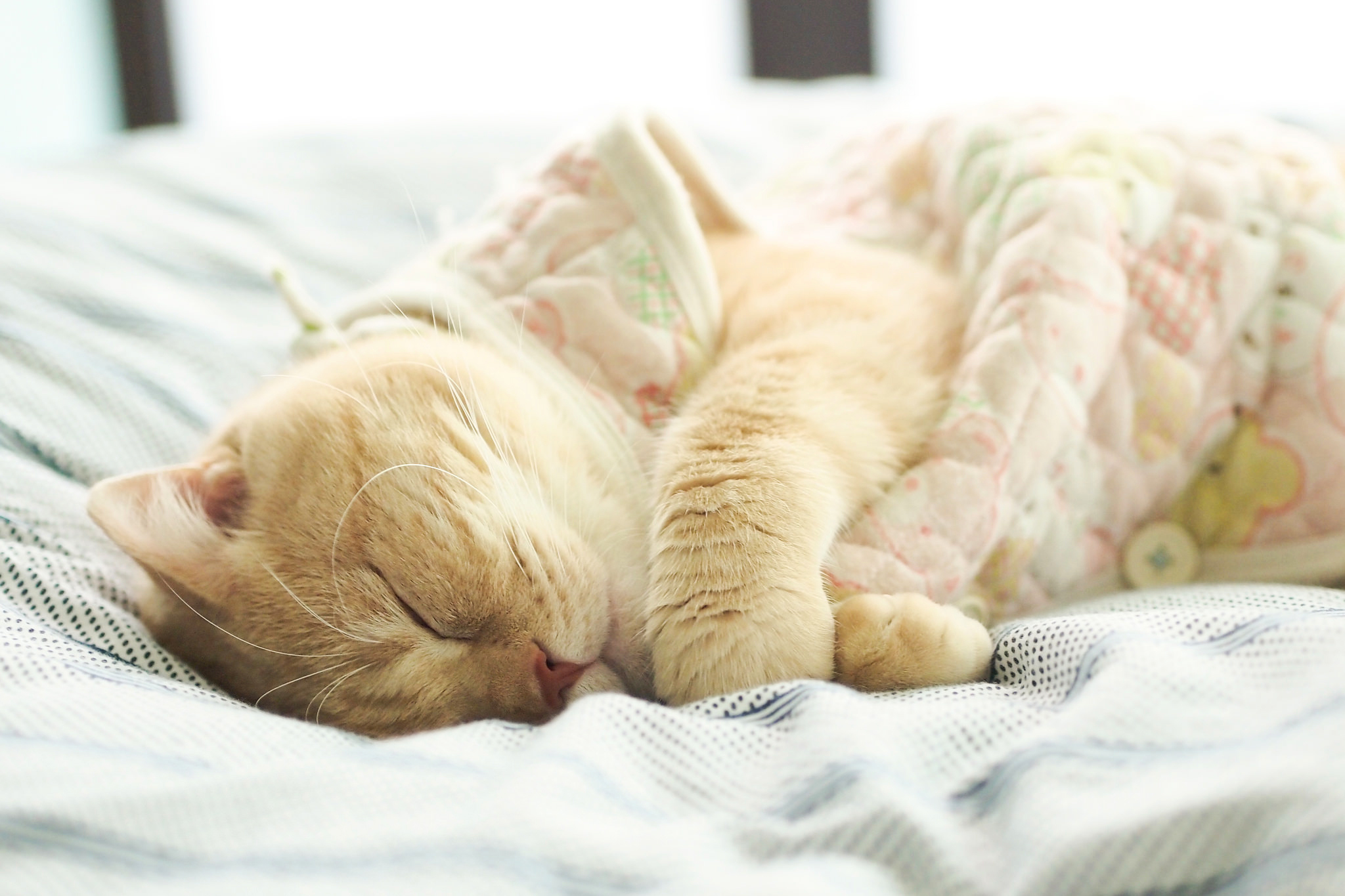 Wallpapers cat sleeping white on the desktop