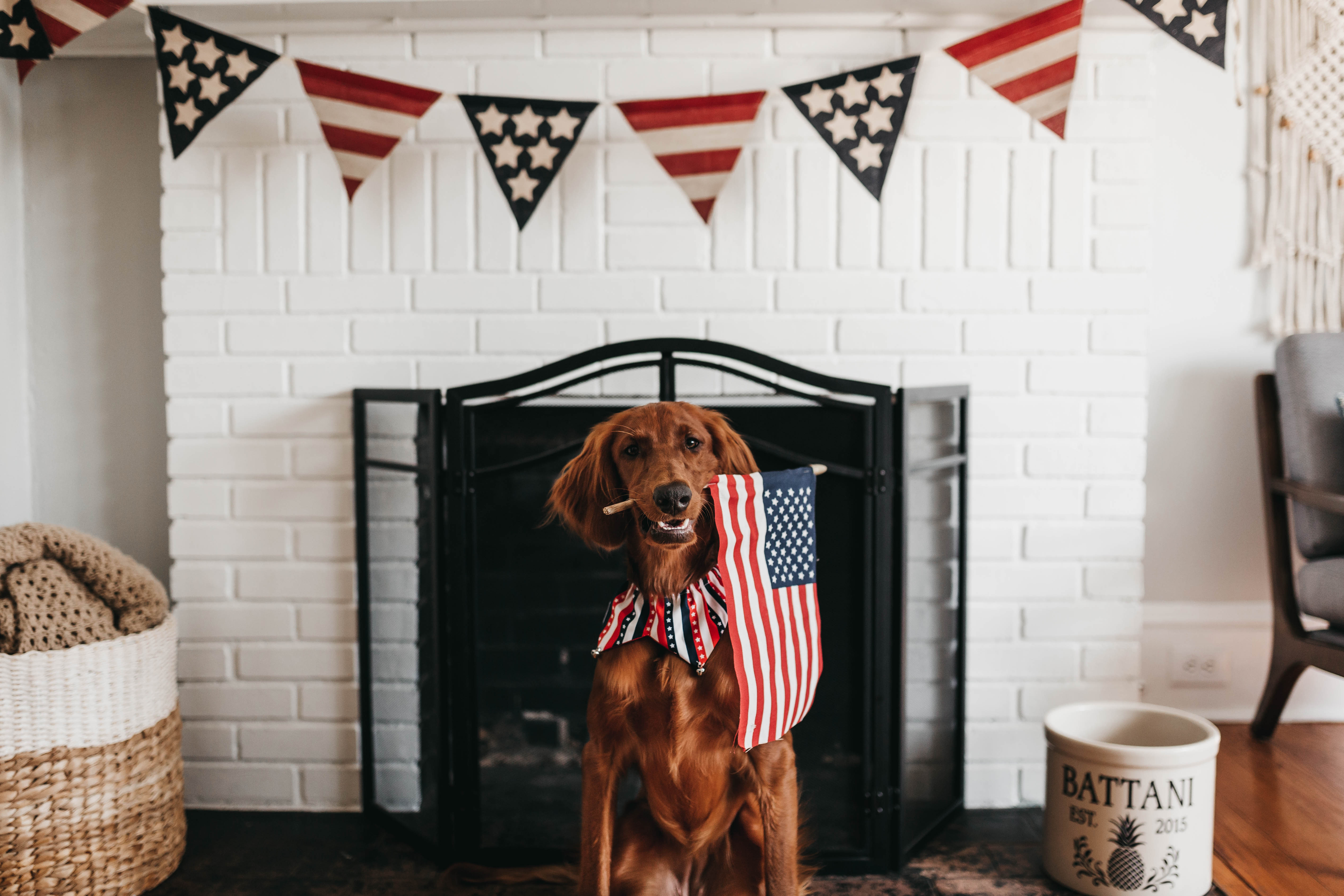 Wallpapers animal flag of America home zhivotnoe on the desktop