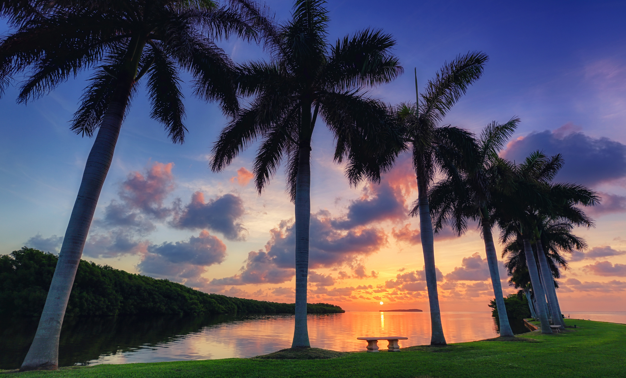 Free photo Palm trees in Miami