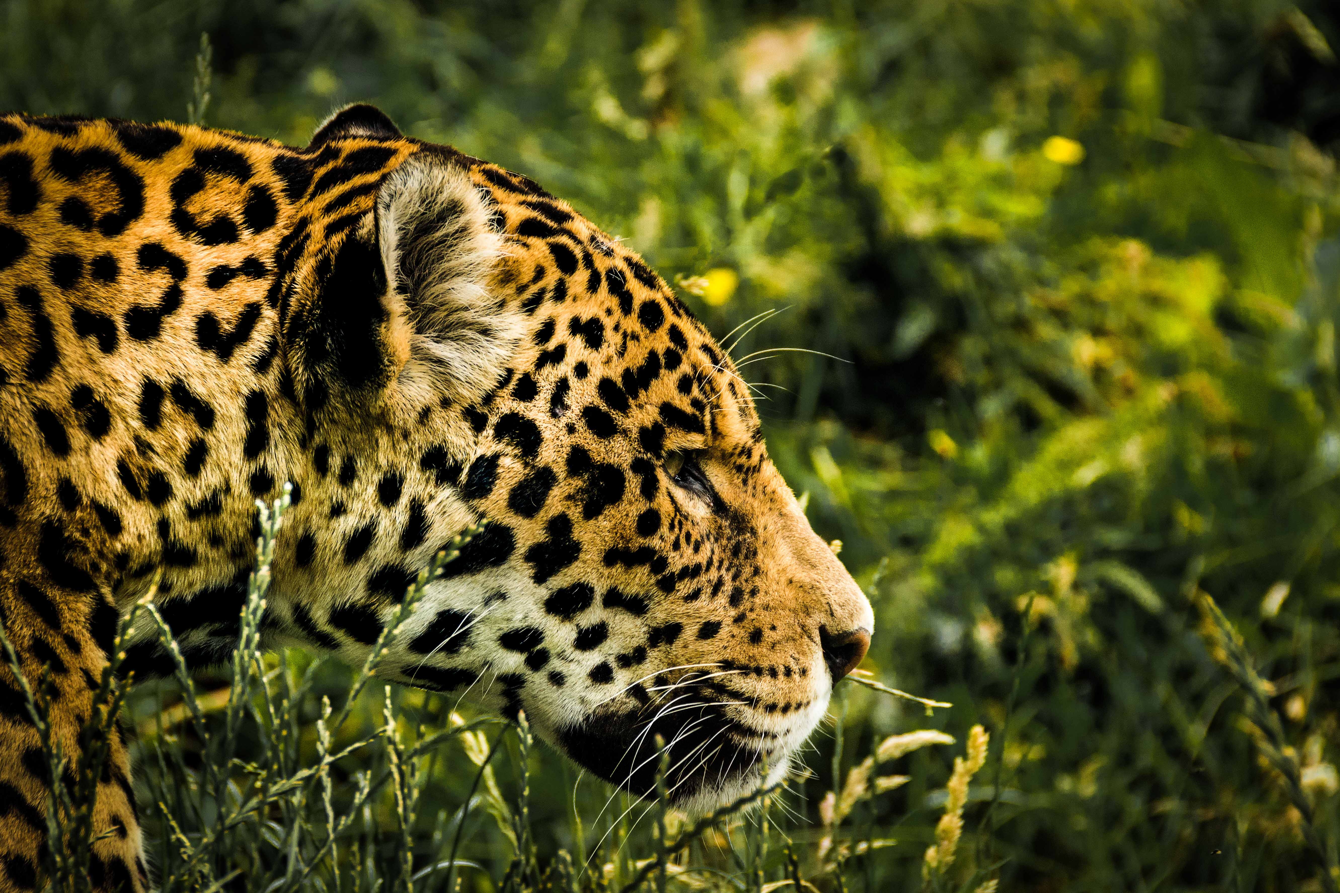 A leopard prowls through the jungle