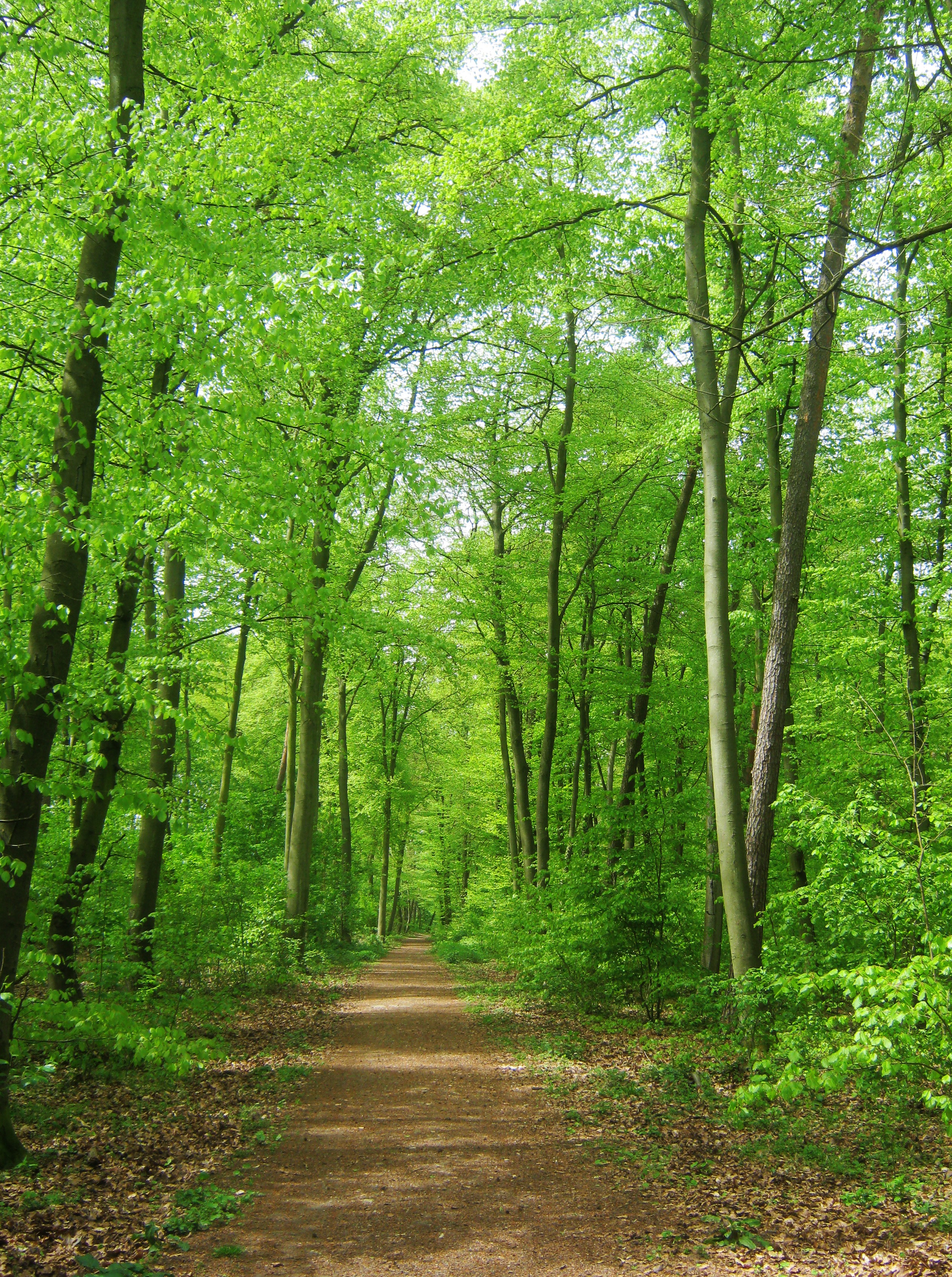 Free photo A path in the summer forest