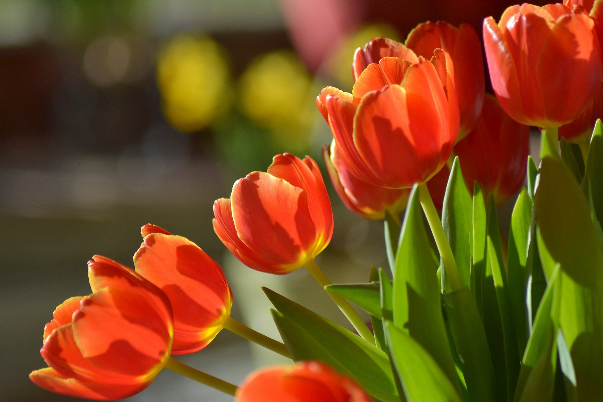 Free photo Red flowers in the flowerbed