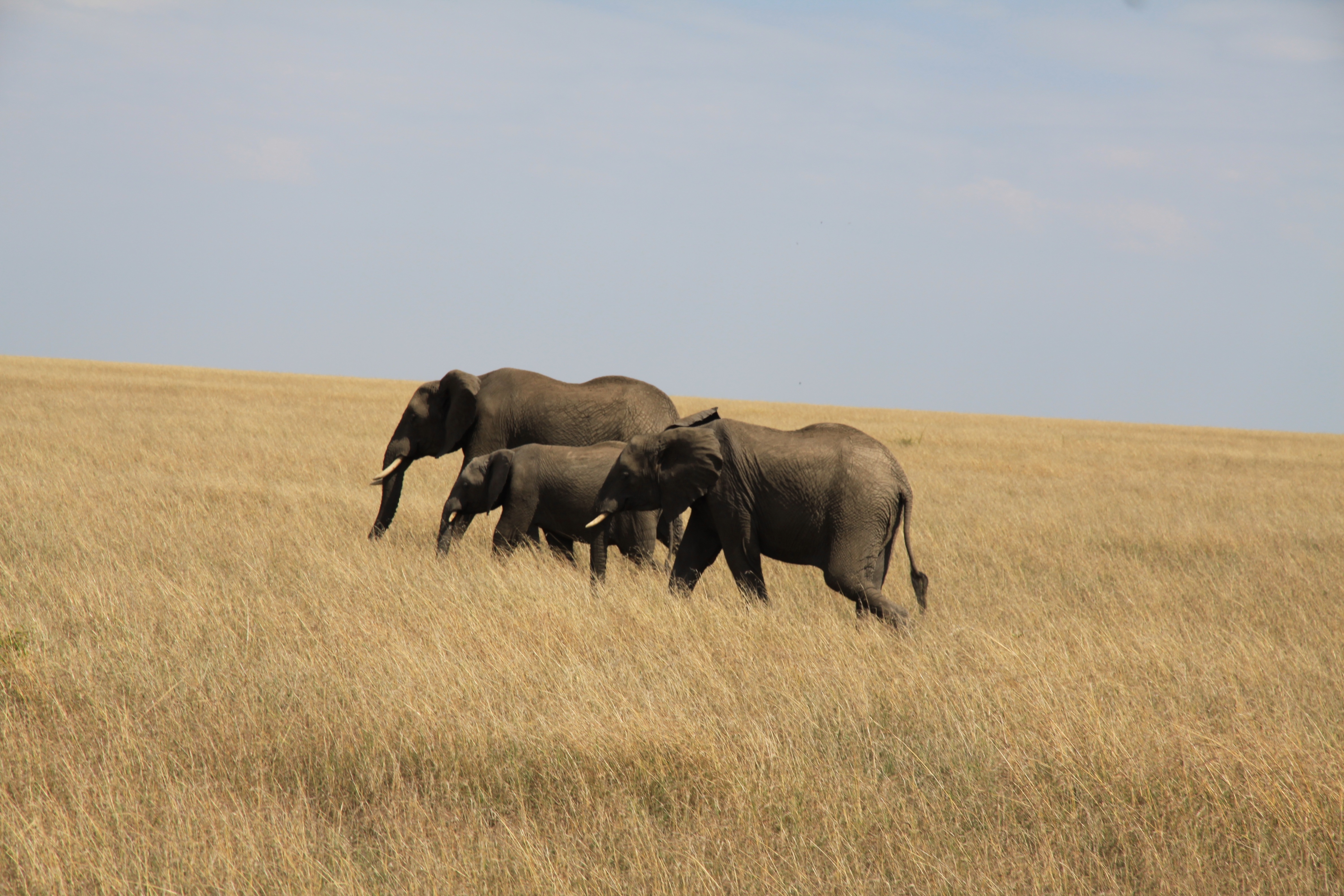 一家大象在高高的非洲草丛中散步