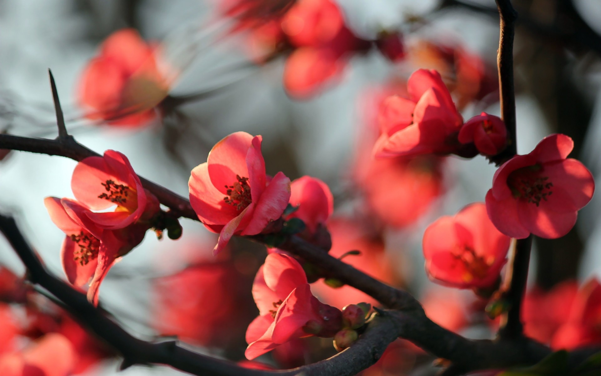 免费照片树枝上的红花
