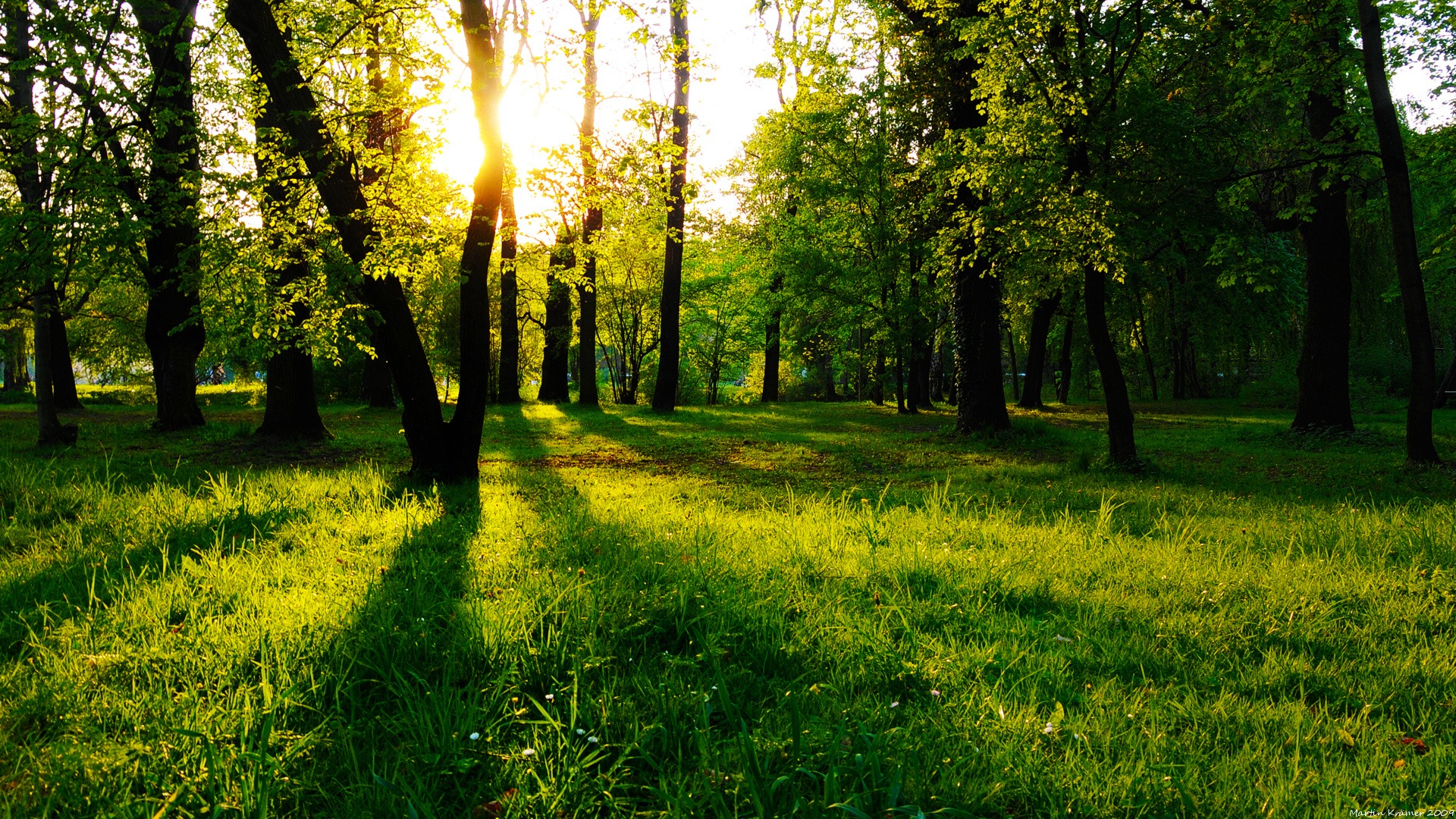 Wallpapers temperate broadleaf and mixed forest autumn lawn on the desktop