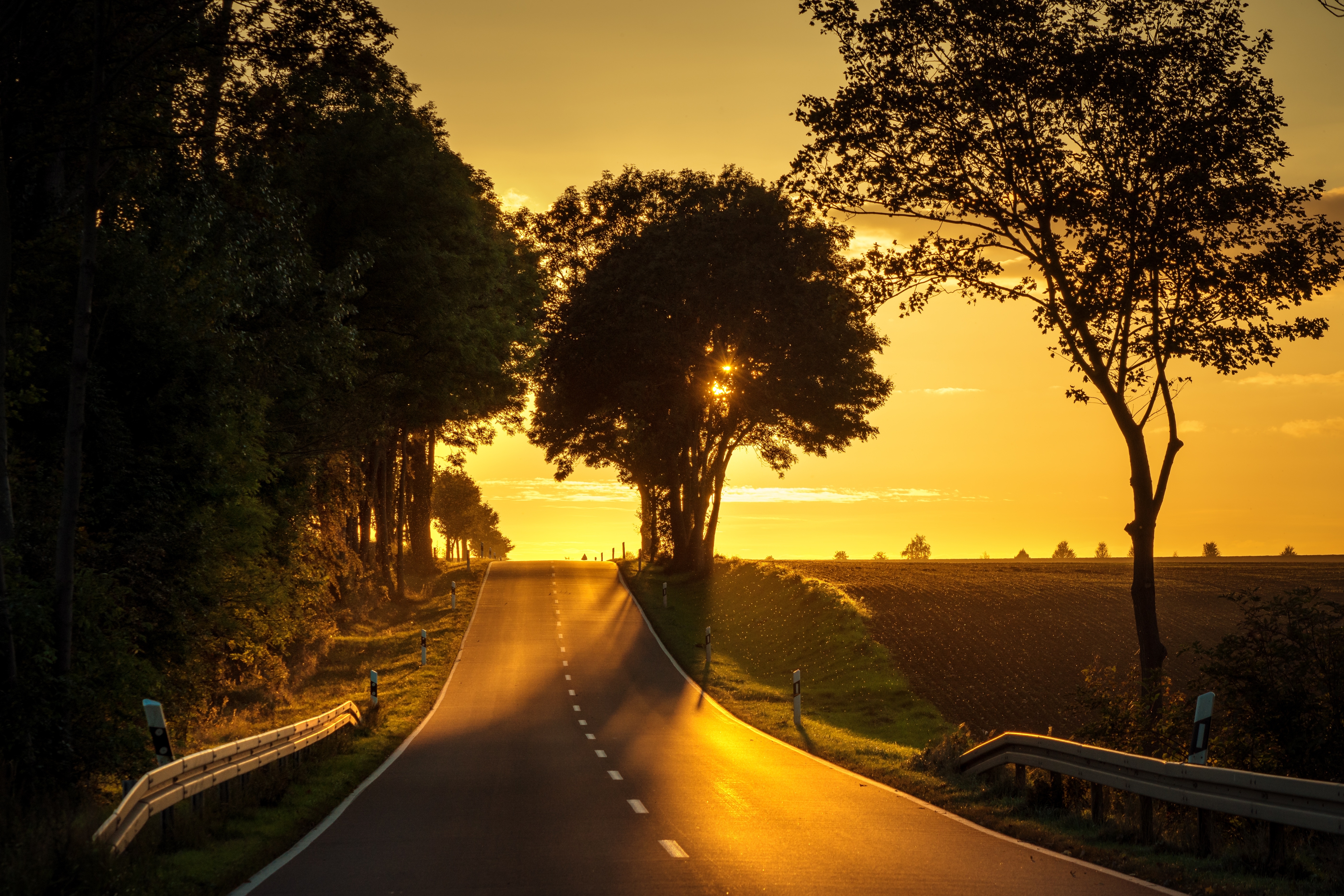 Evening road near the forest