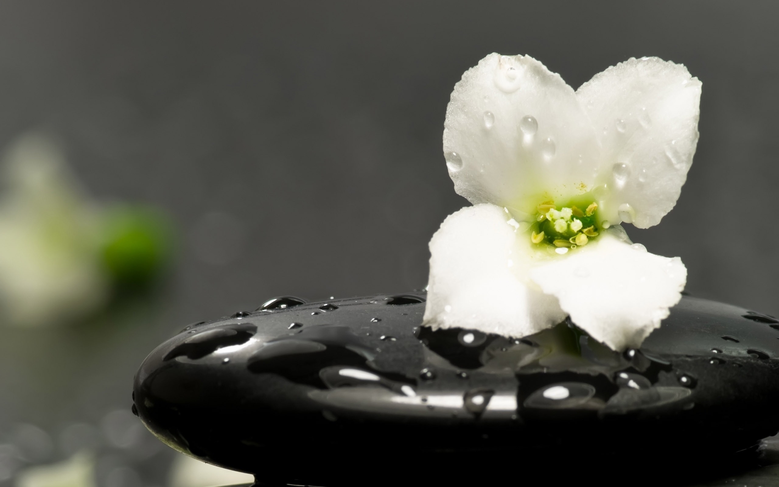 Одинокий белый цветочек под дождем