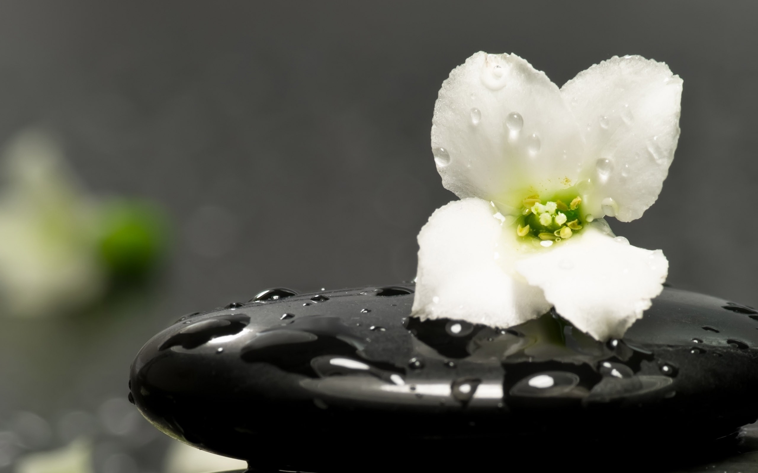 Free photo A lonely white flower in the rain