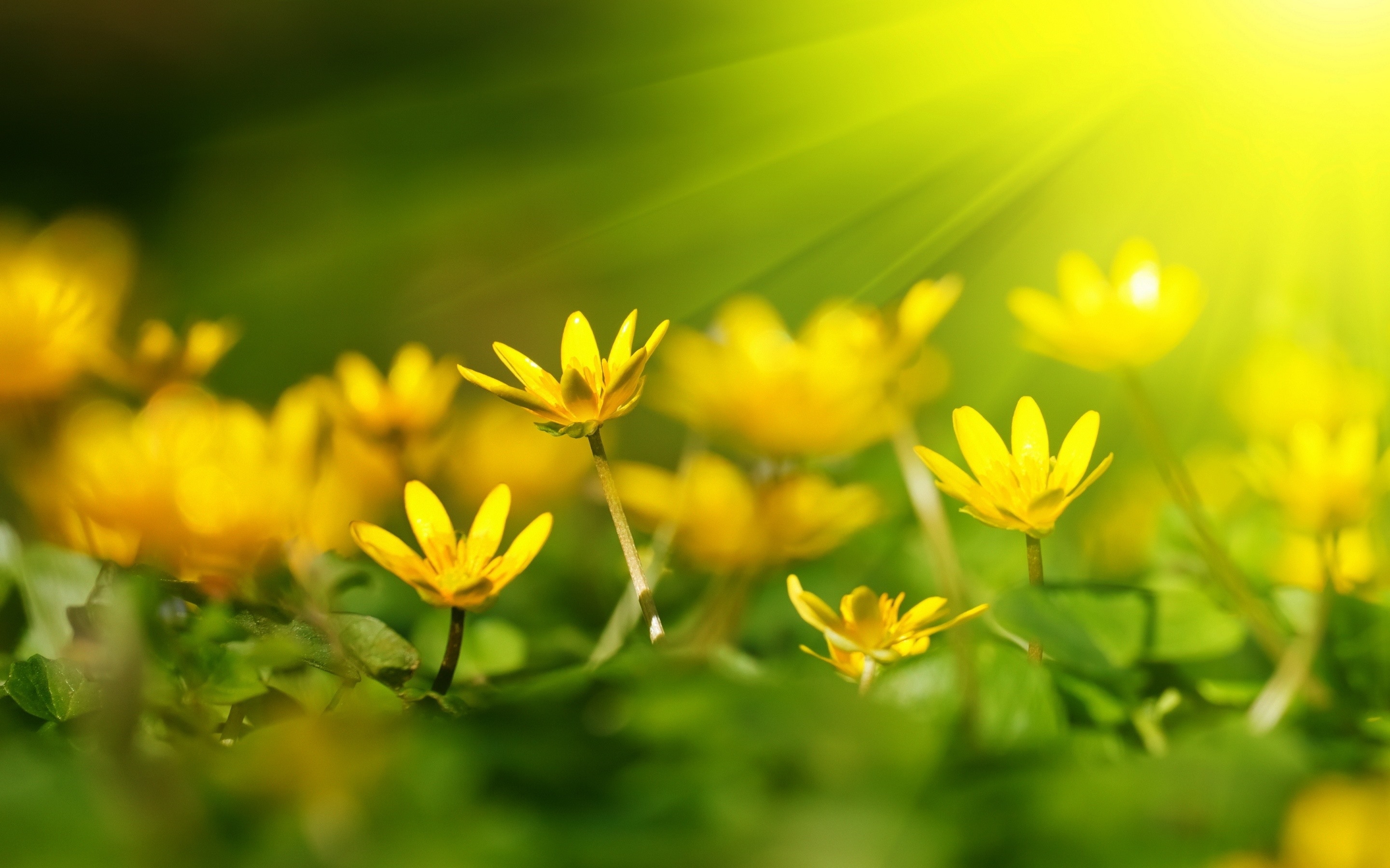 免费照片黄色的小花照亮了太阳的光芒