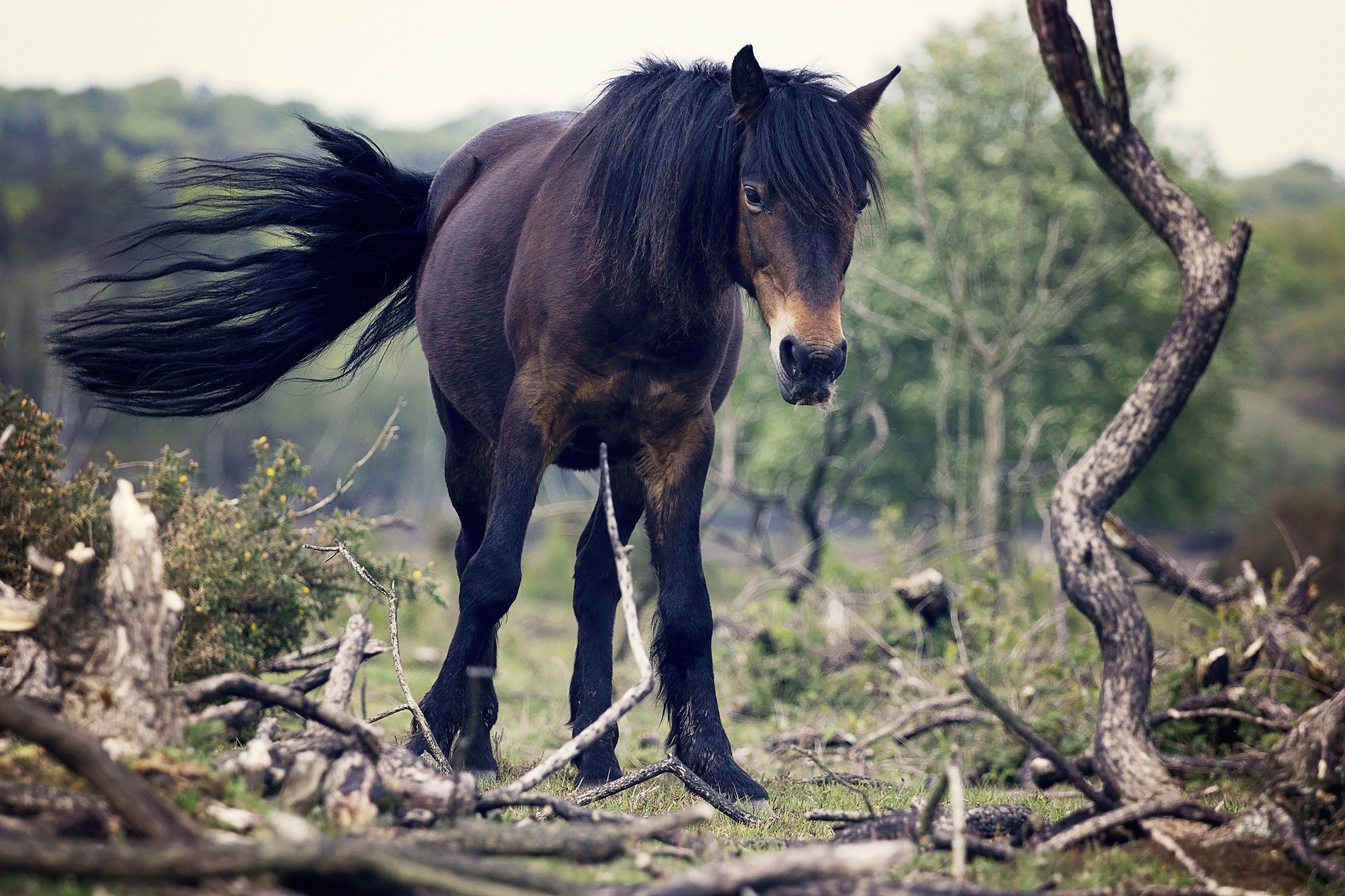 Free photo Dark Stallion