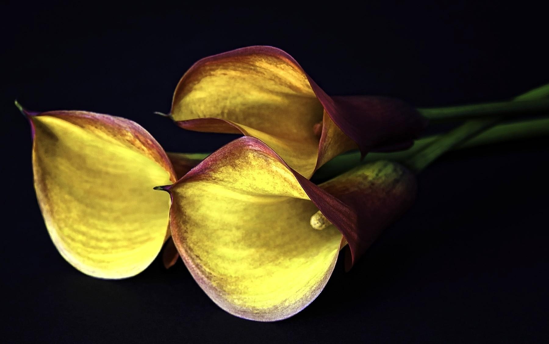 Three calla lilies with bright yellow petals and reddish edges on a dark background.