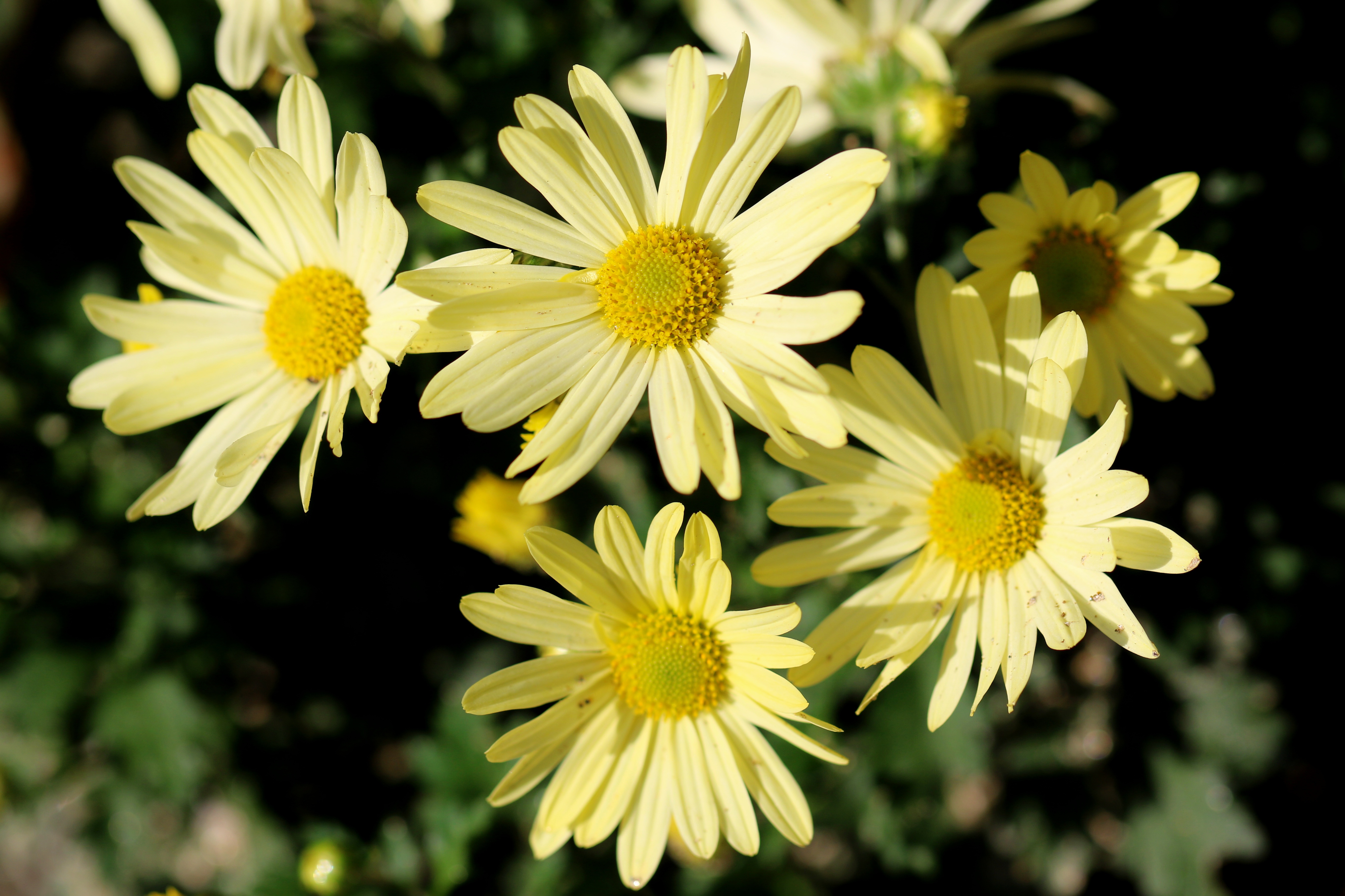 Wallpapers flower yellow matrix on the desktop