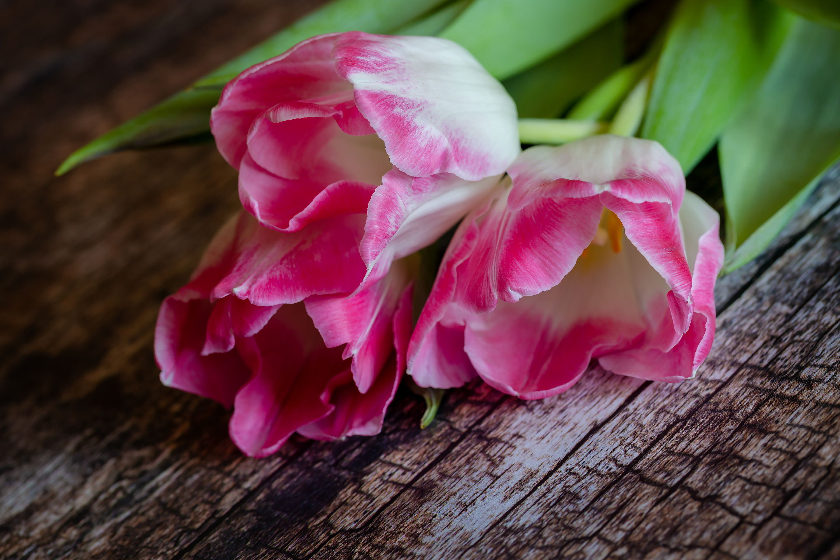 Free photo Three tulips on a wooden table.