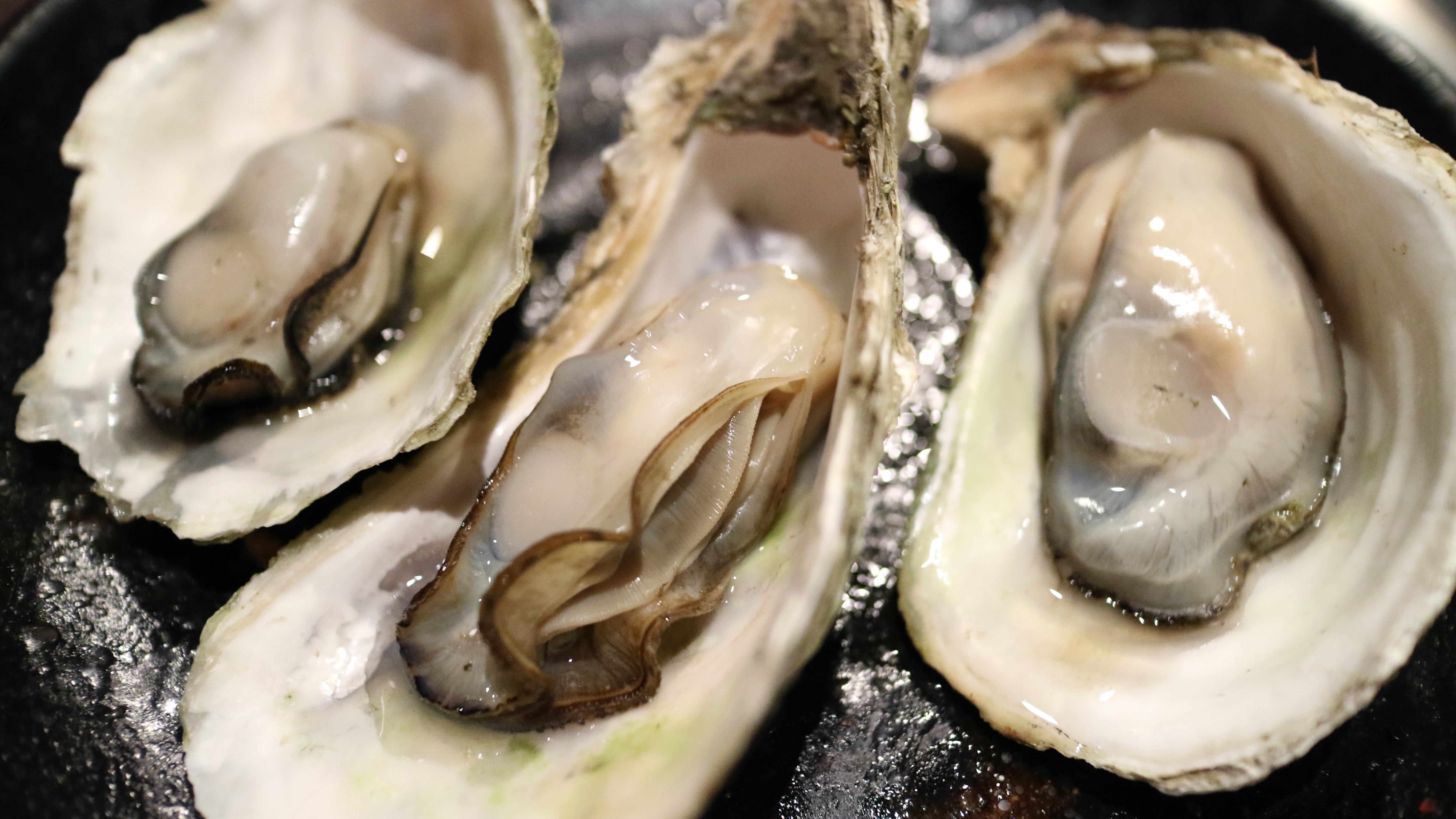 桌面上的壁纸食物 生蚝 海产品