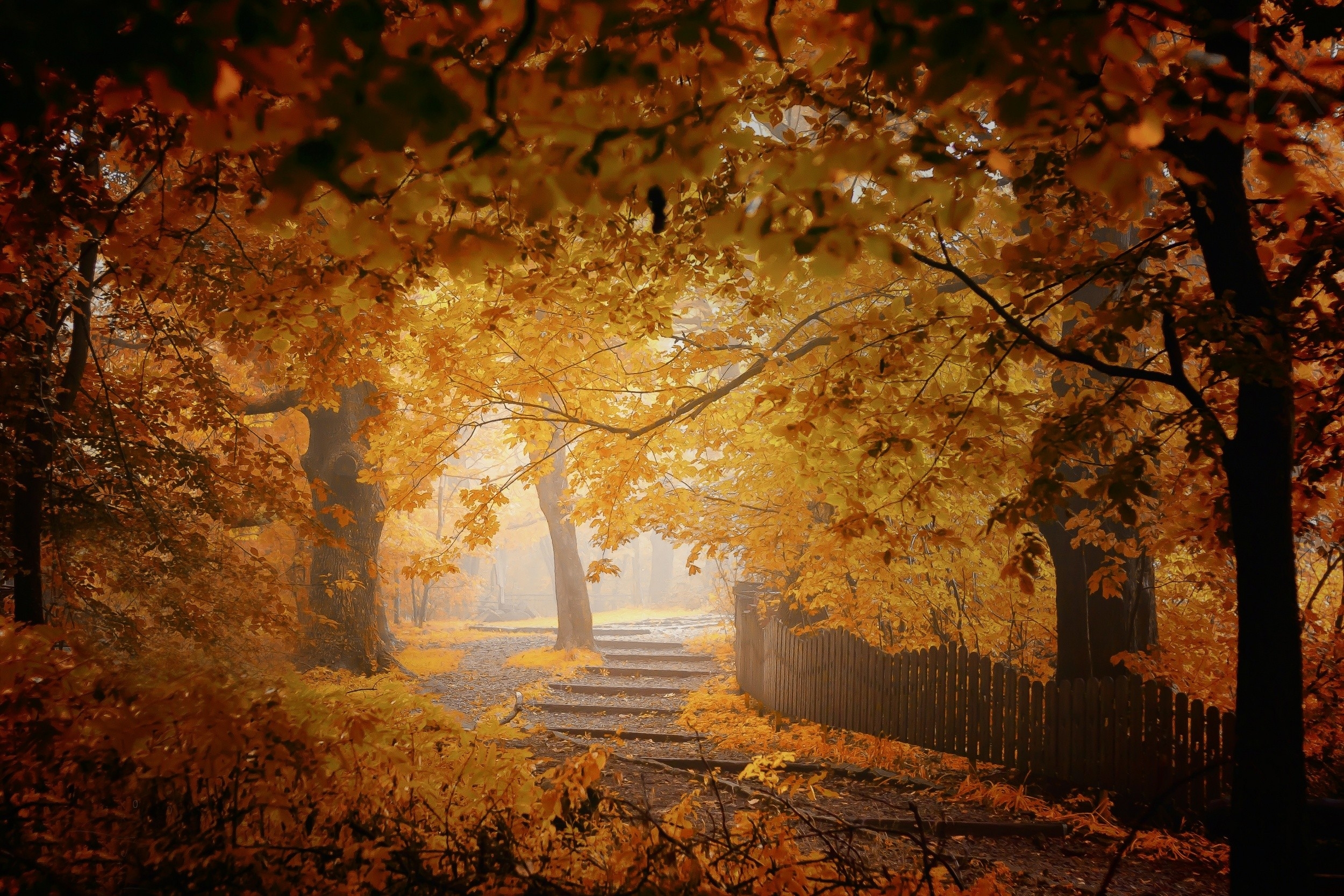 Free photo Autumn yellow leaves in the park