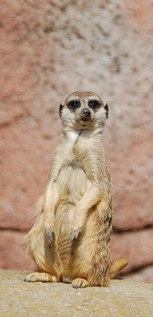 Бесплатное фото Сурикат стоит на задних лапах