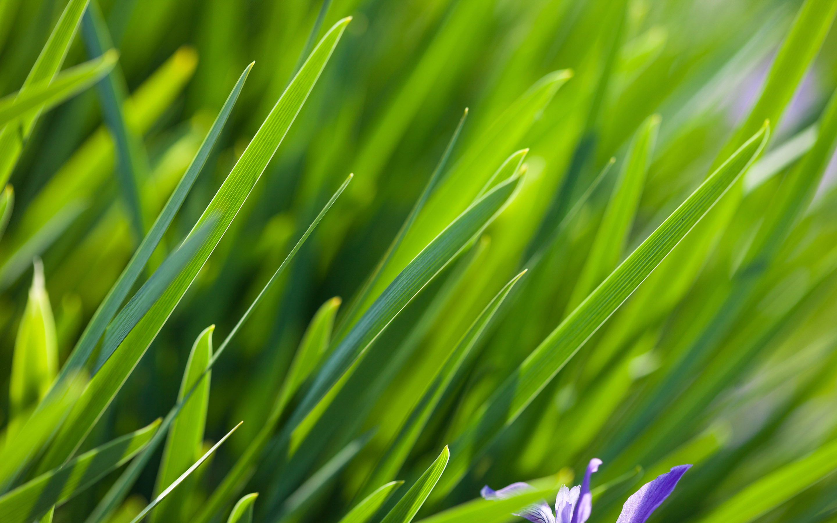 Wallpapers background drops grass on the desktop