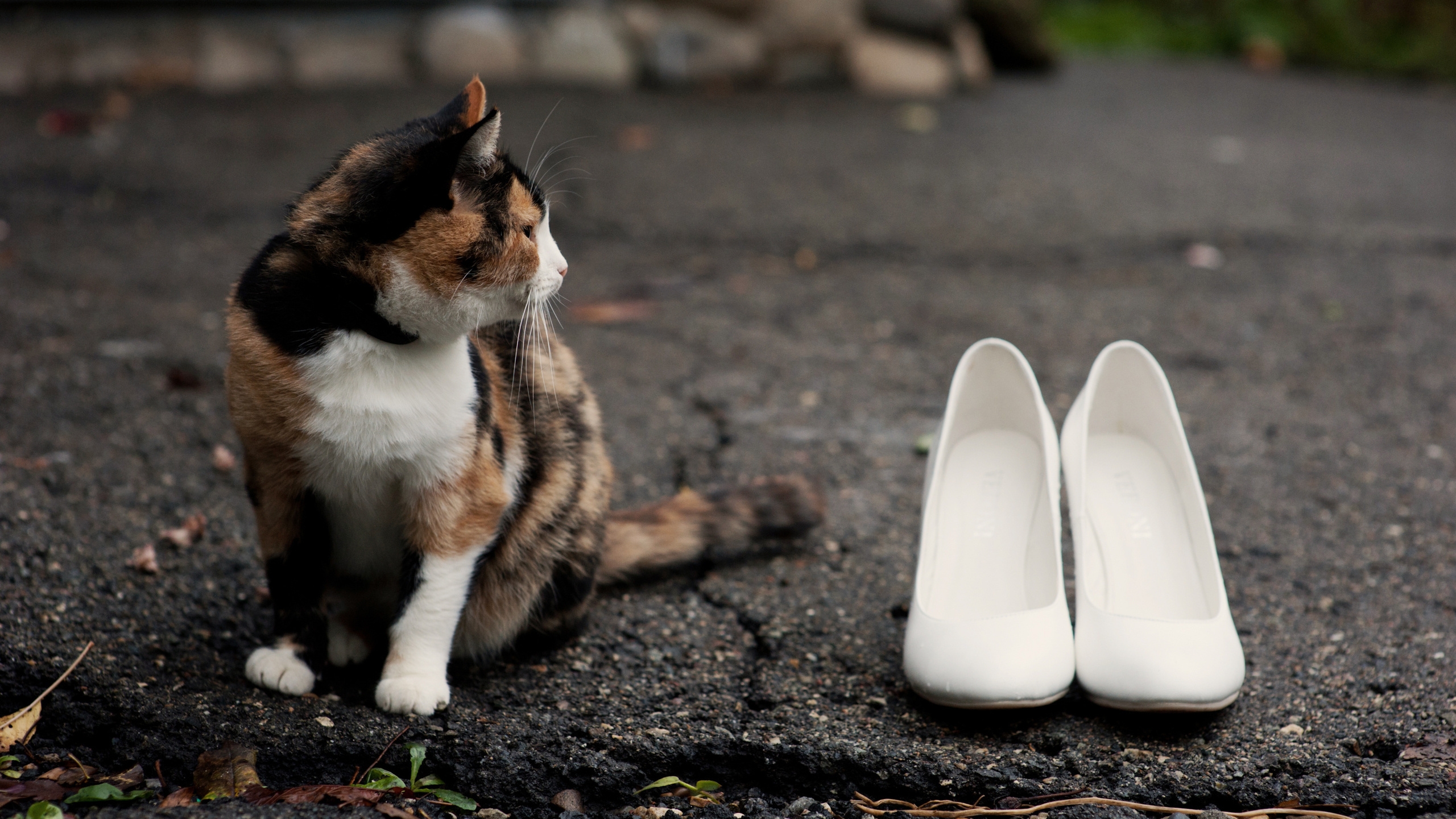 猫在看守白鞋