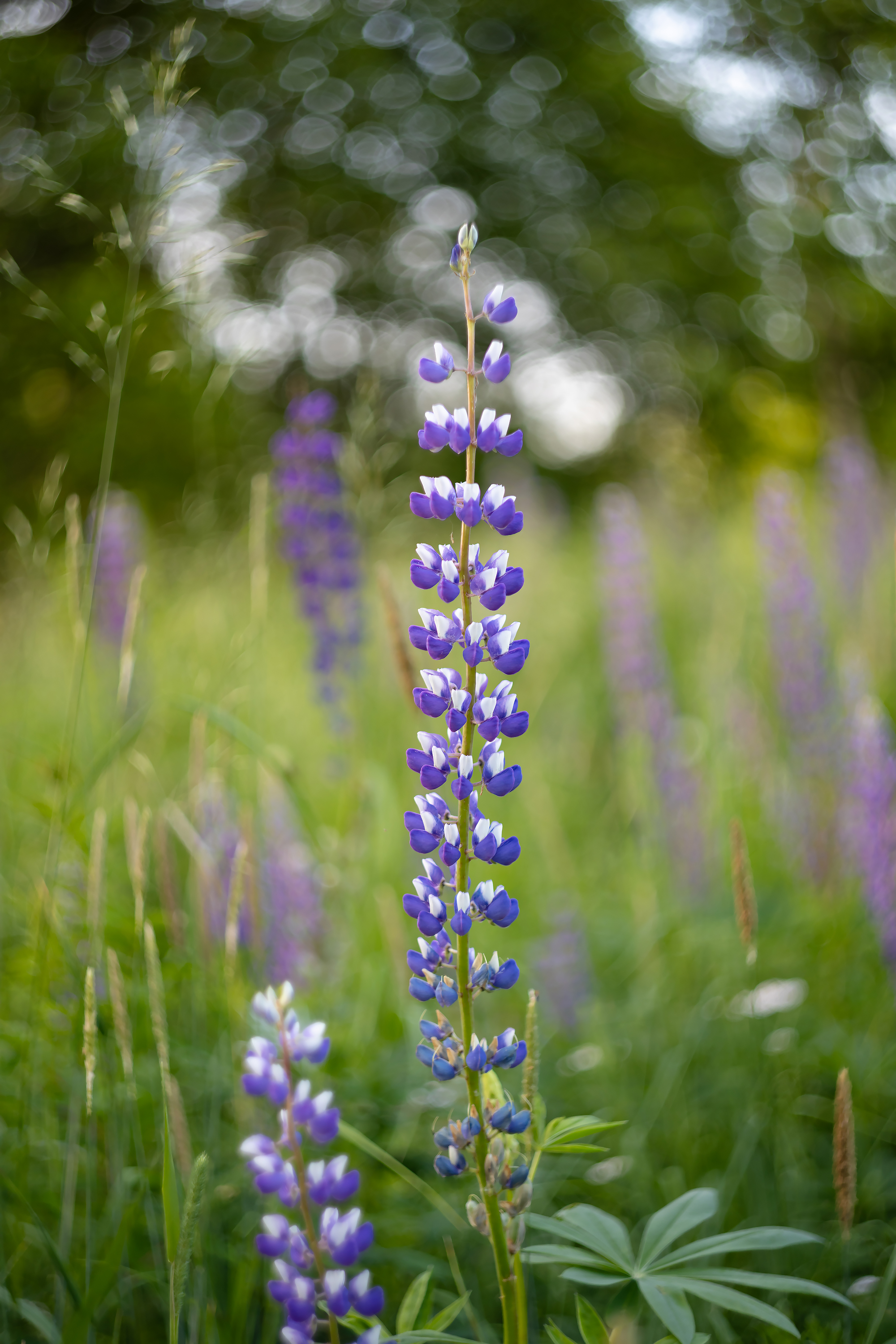 Бесплатное фото Бело-синие люпины в поле