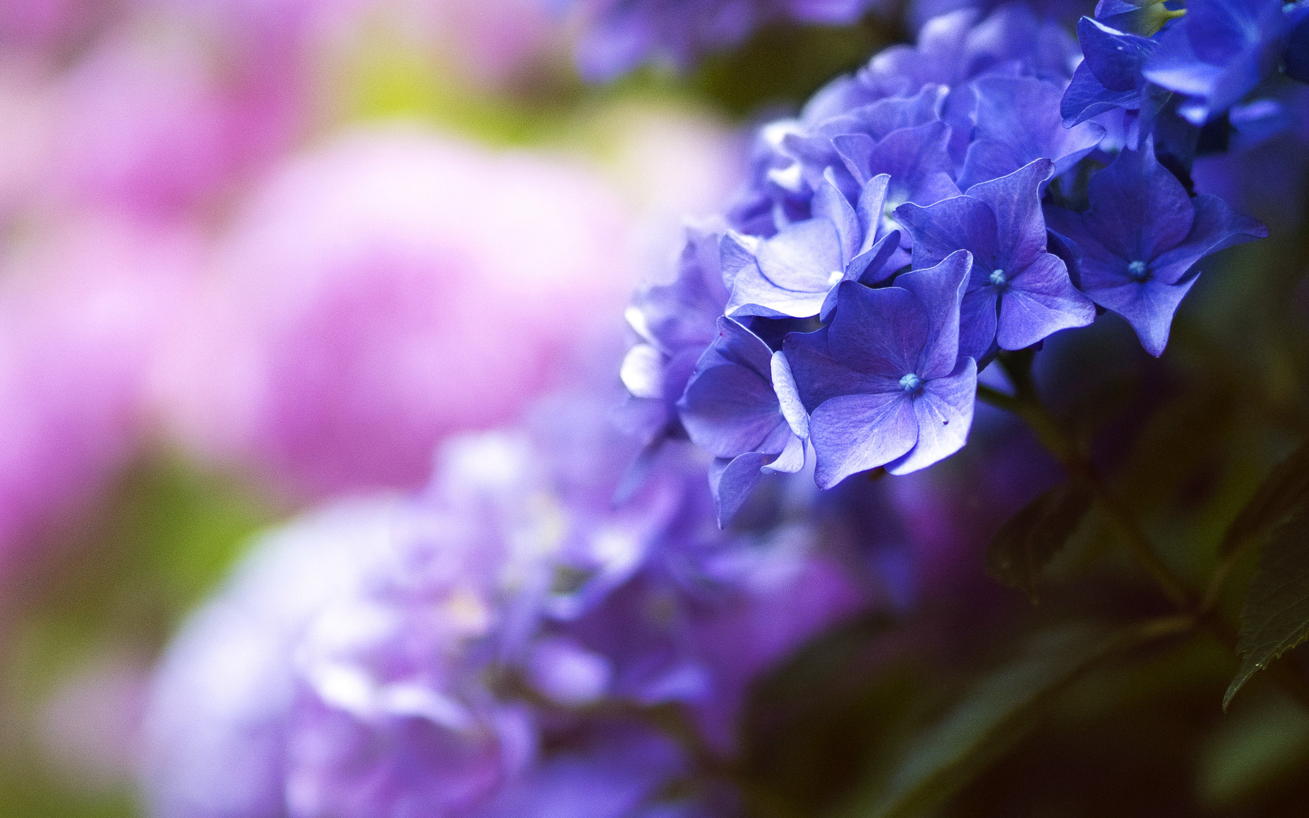 Free photo Blue flowers on a branch