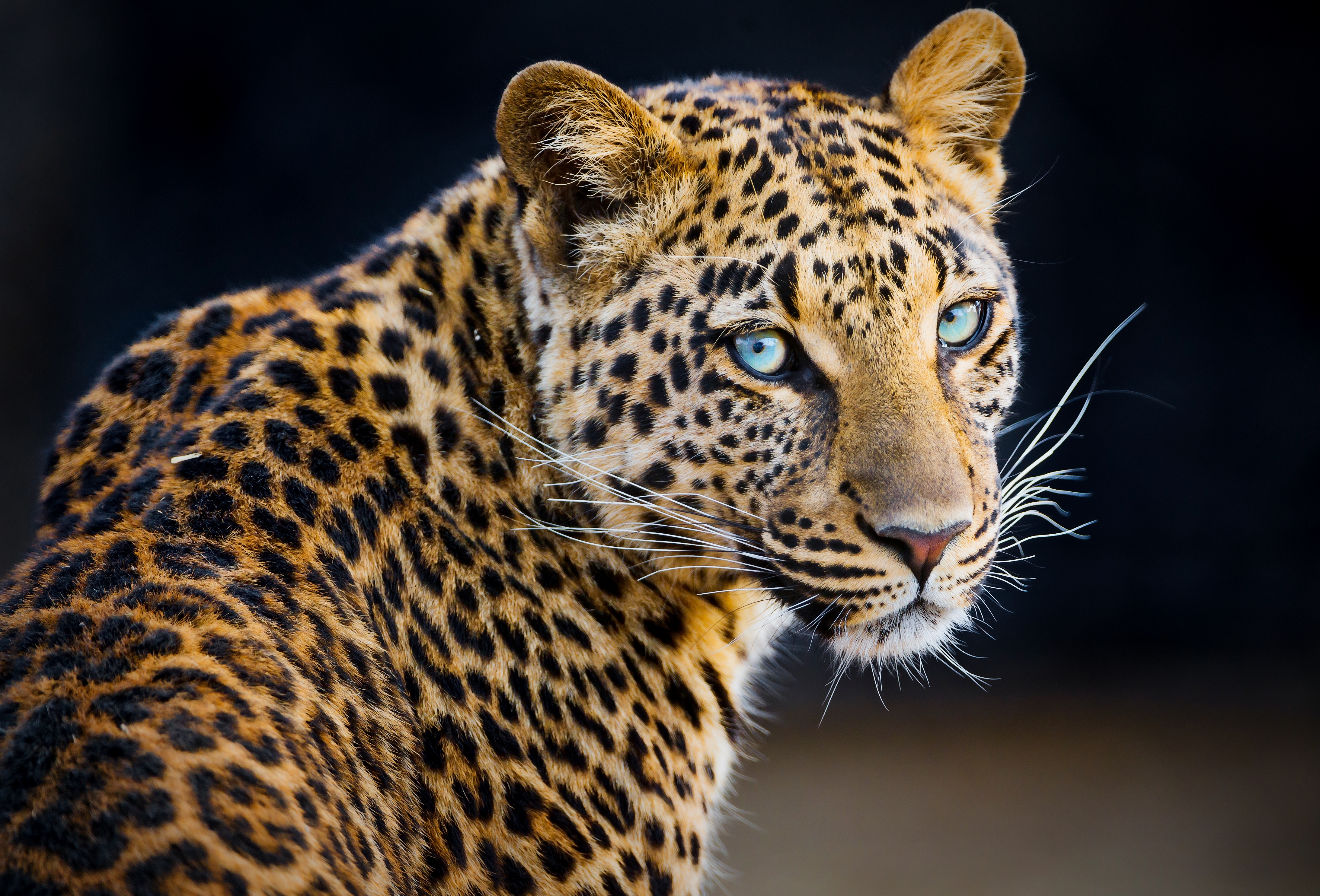 Wallpapers leopard beautyful big cats on the desktop