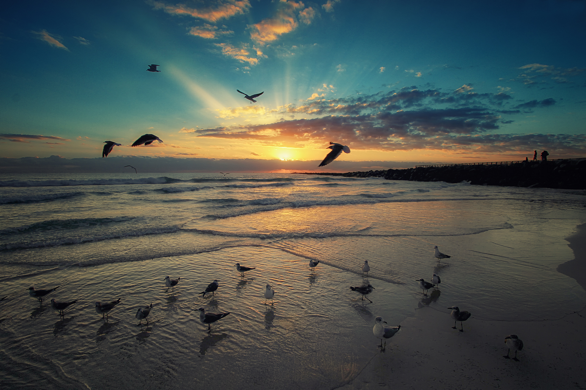 Free photo Seagulls on the beach Miami