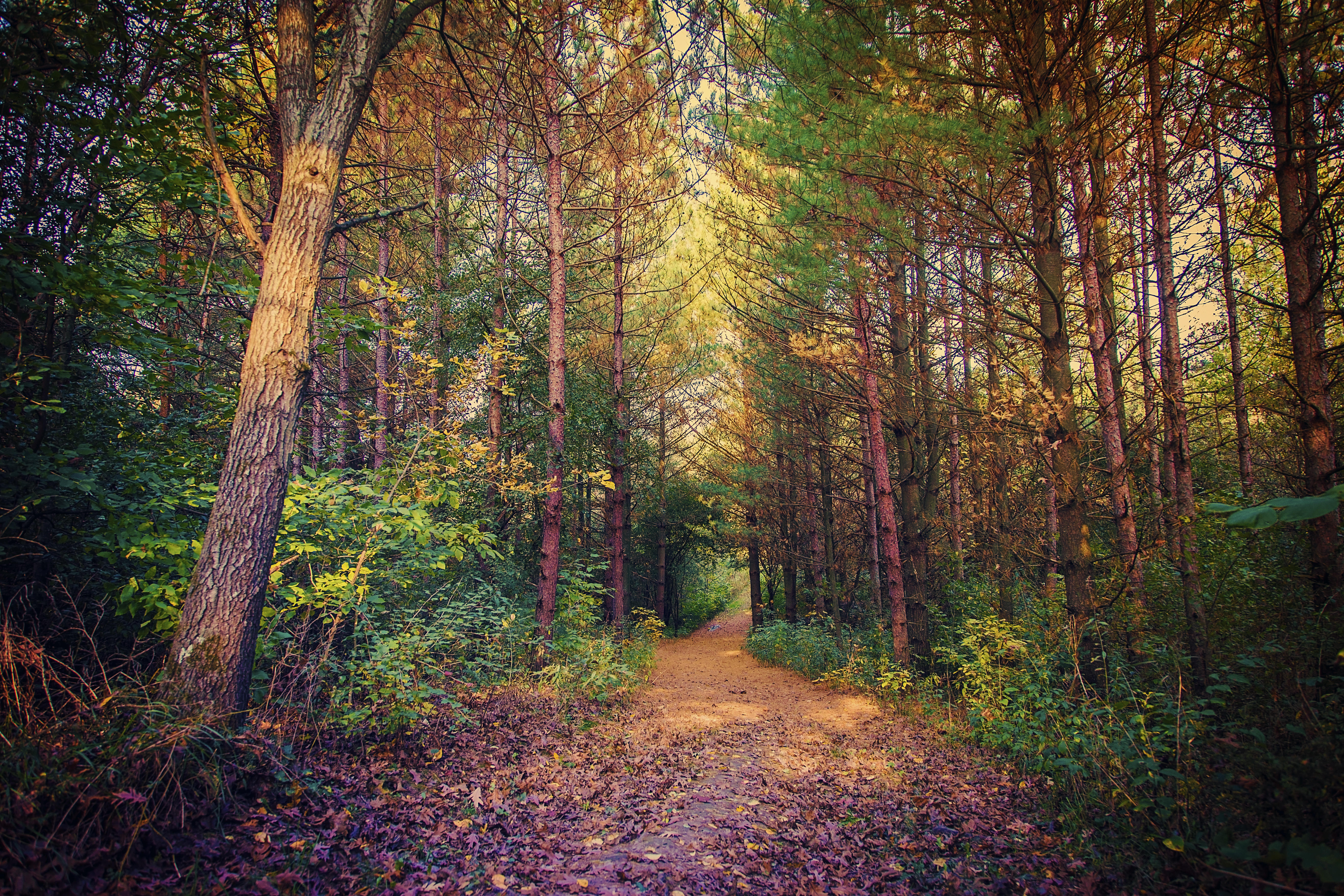 Wallpapers landscape landscapes road through the forest on the desktop