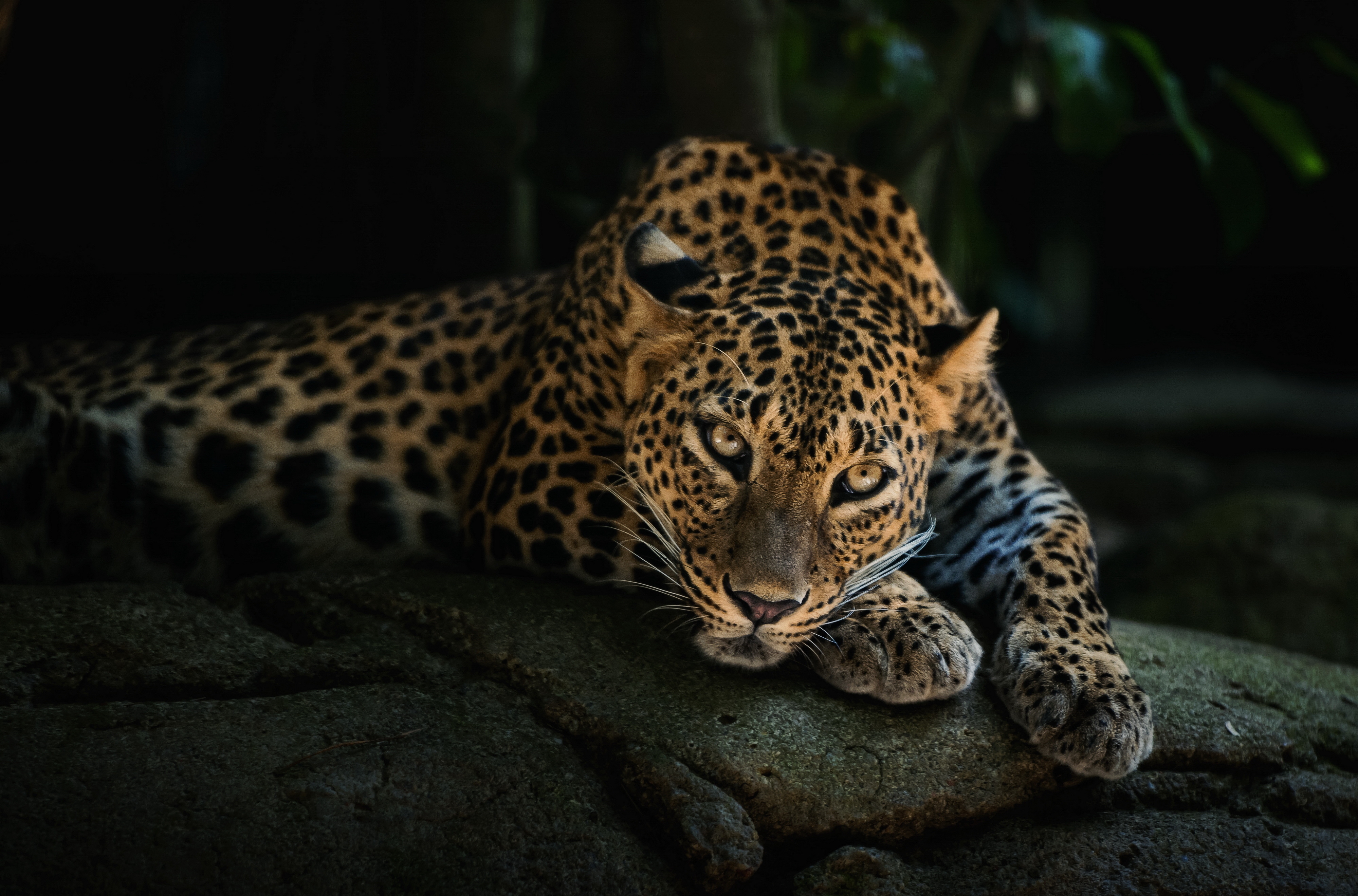 Wallpapers leopard wallpaper lying wildlife on the desktop