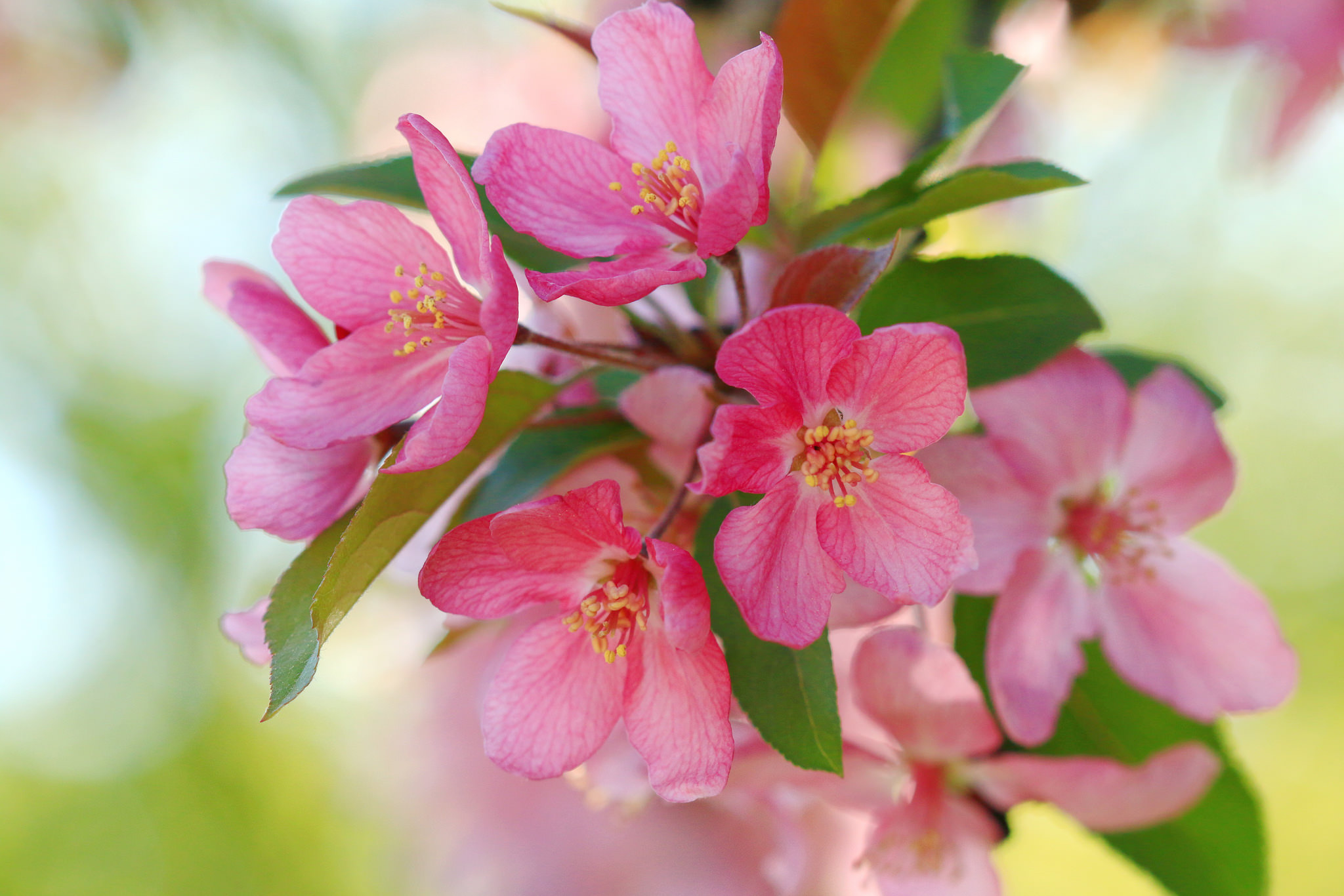 Free photo Blooming Apple tree