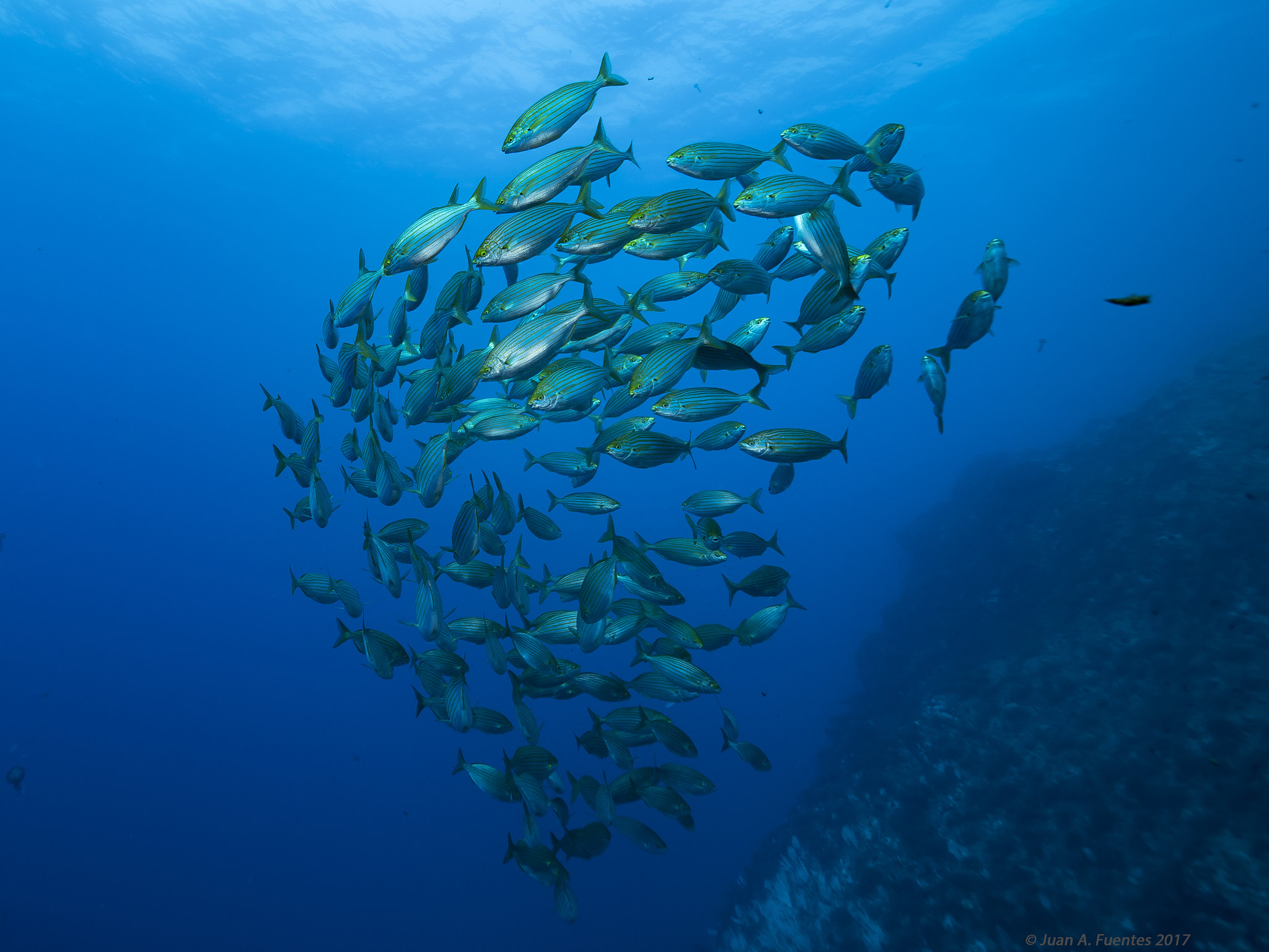 Wallpapers Bajo de Dentro the Marine reserve Cabo de Palos sea on the desktop