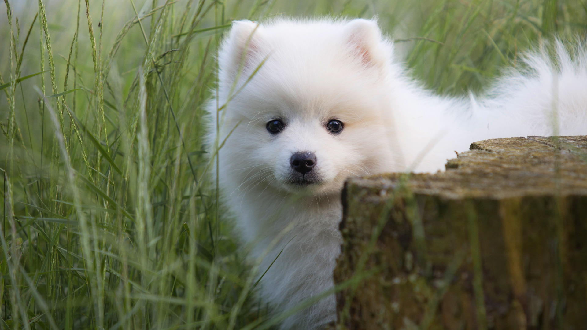 Free photo Cute dog Spitz