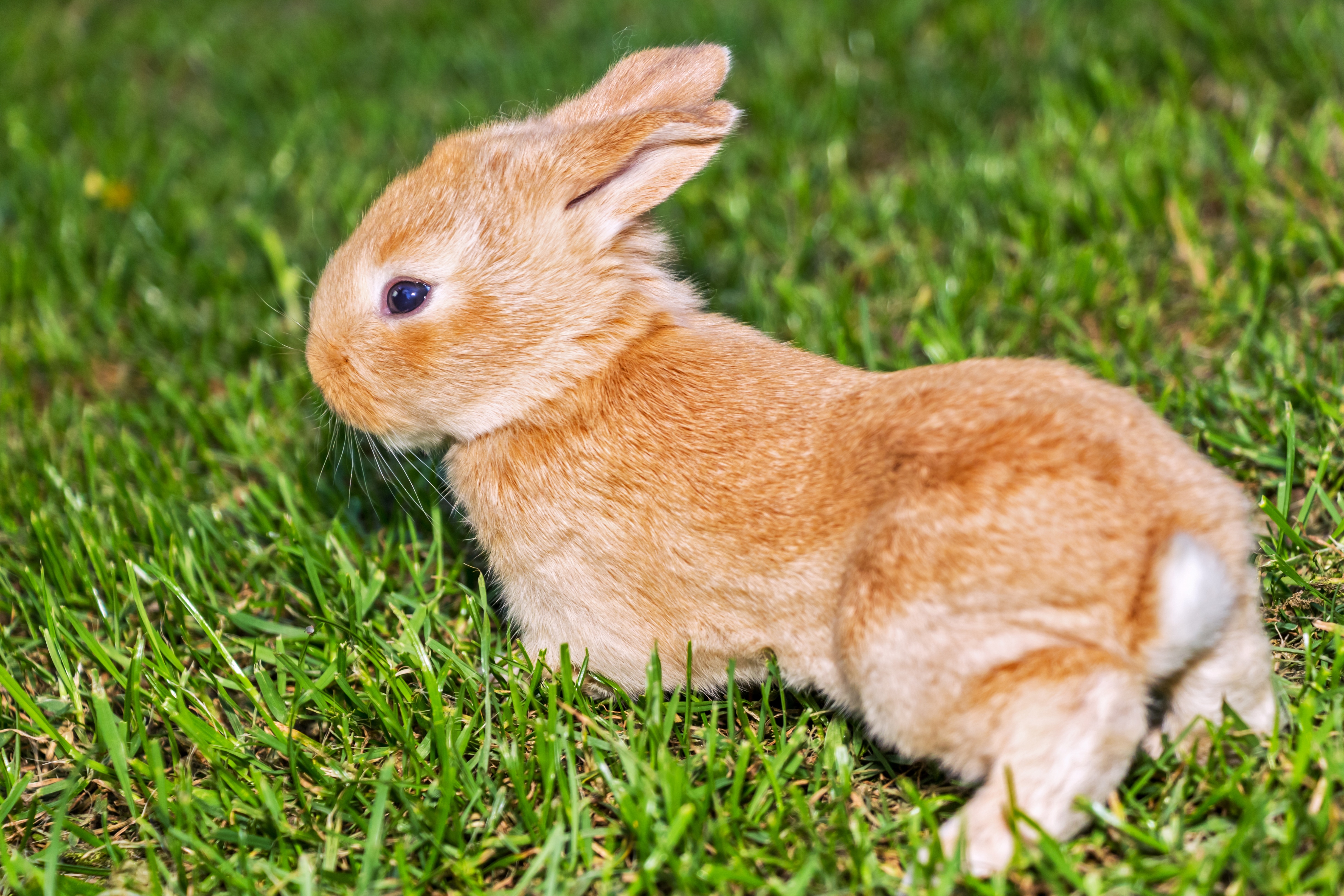 草坪上的宠物兔