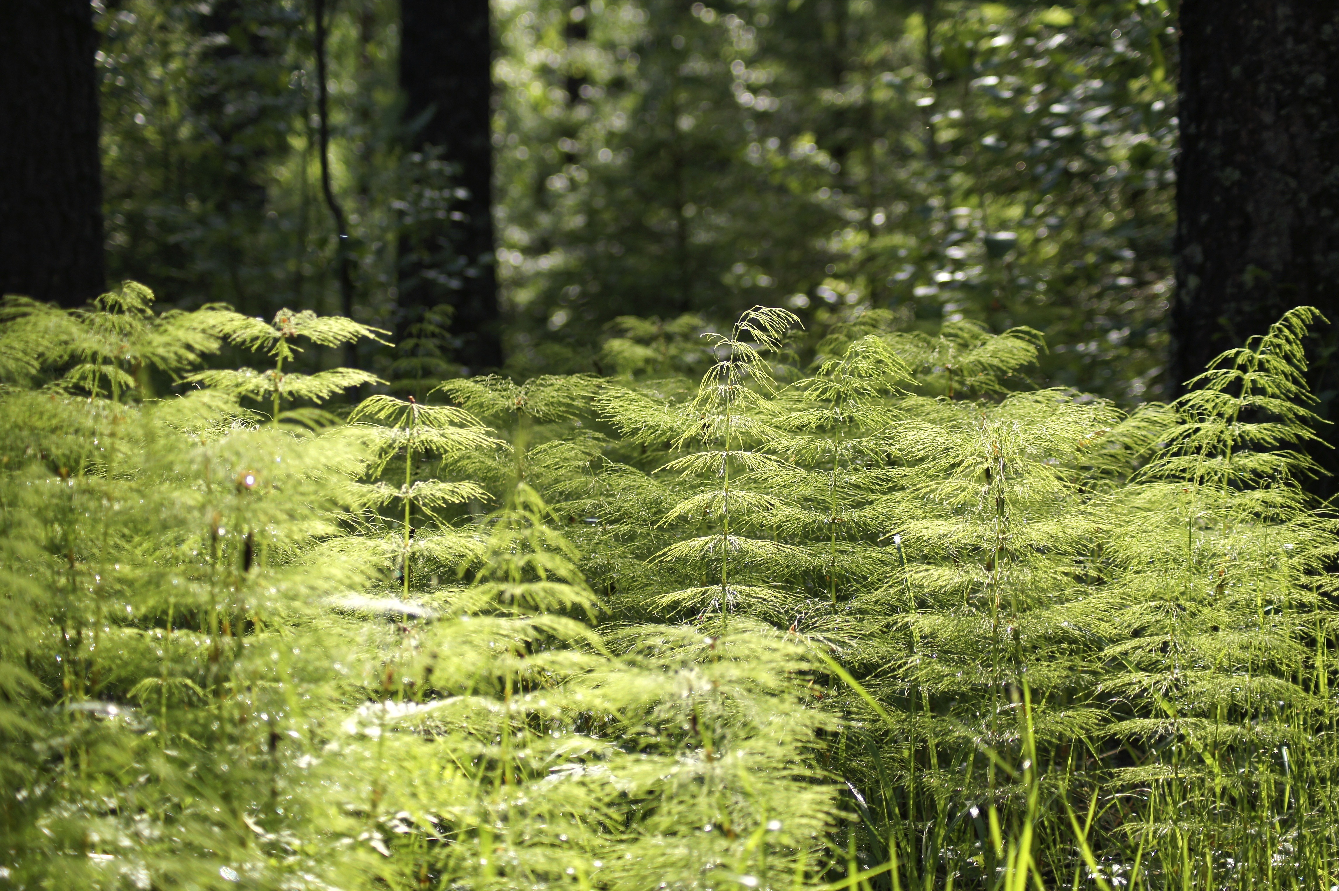 Wallpapers temperate broadleaf and mixed forest deciduous flora on the desktop