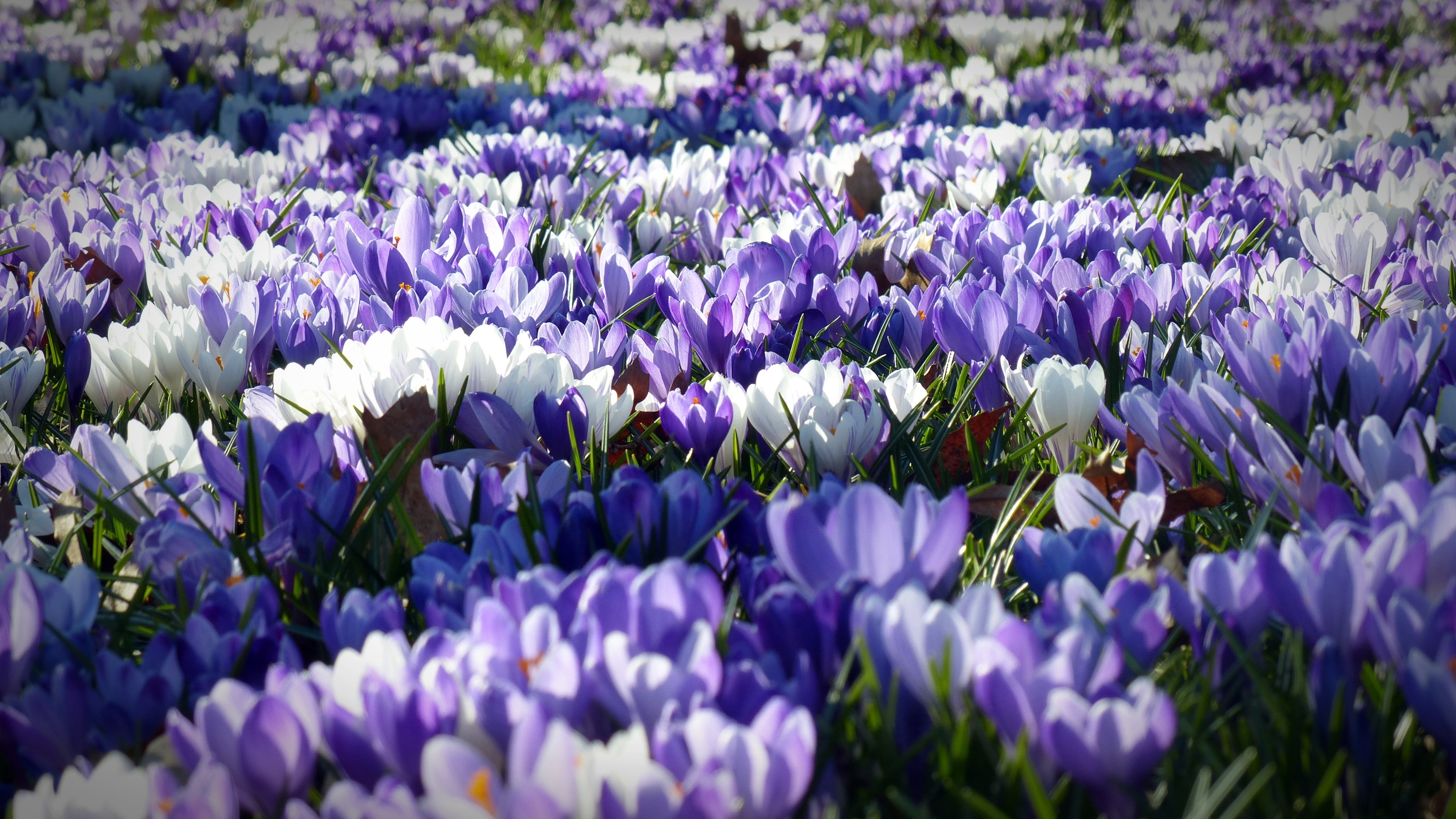 Free photo A field of white and purple and crocuses