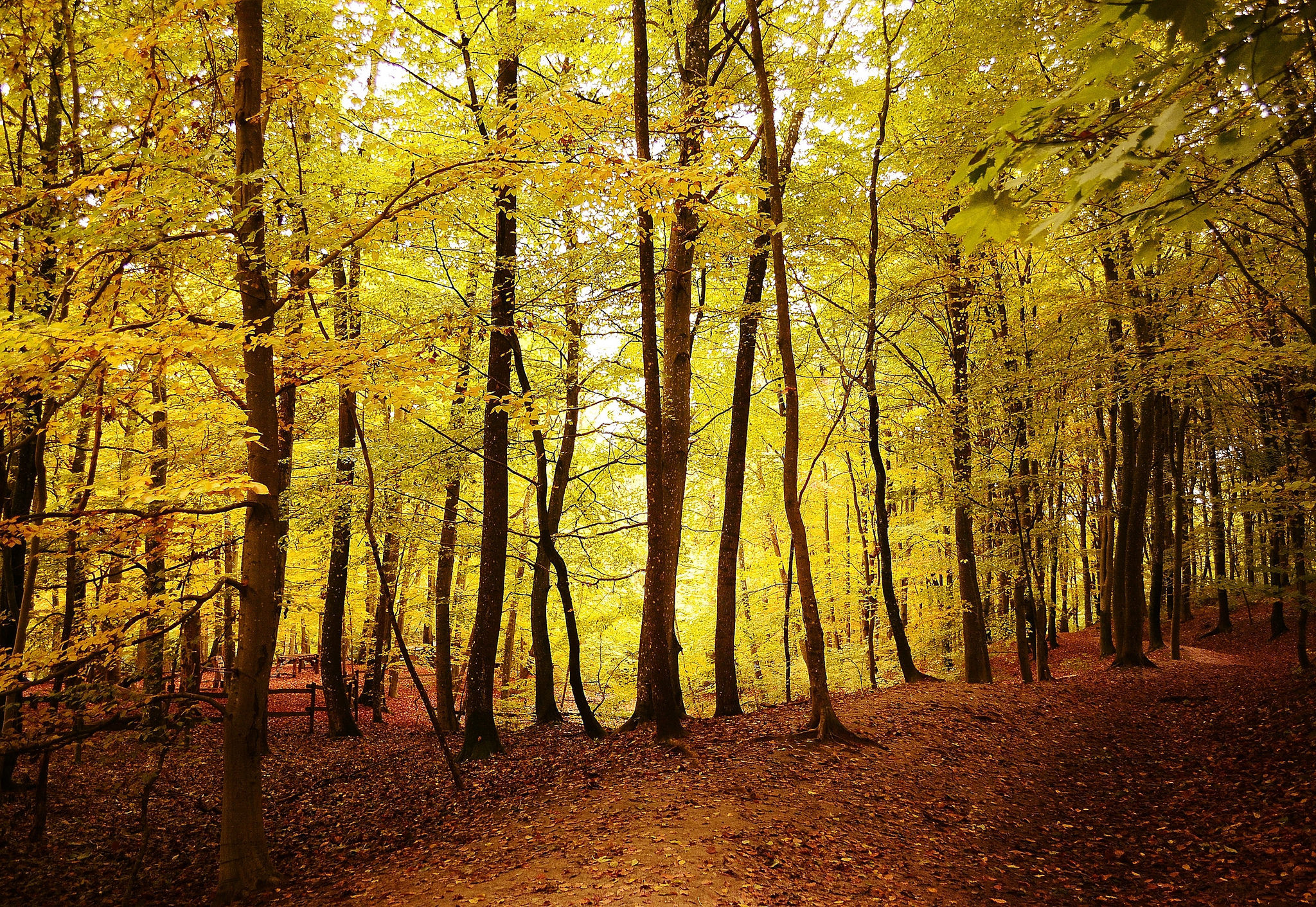 Wallpapers landscapes autumn forest landscape on the desktop