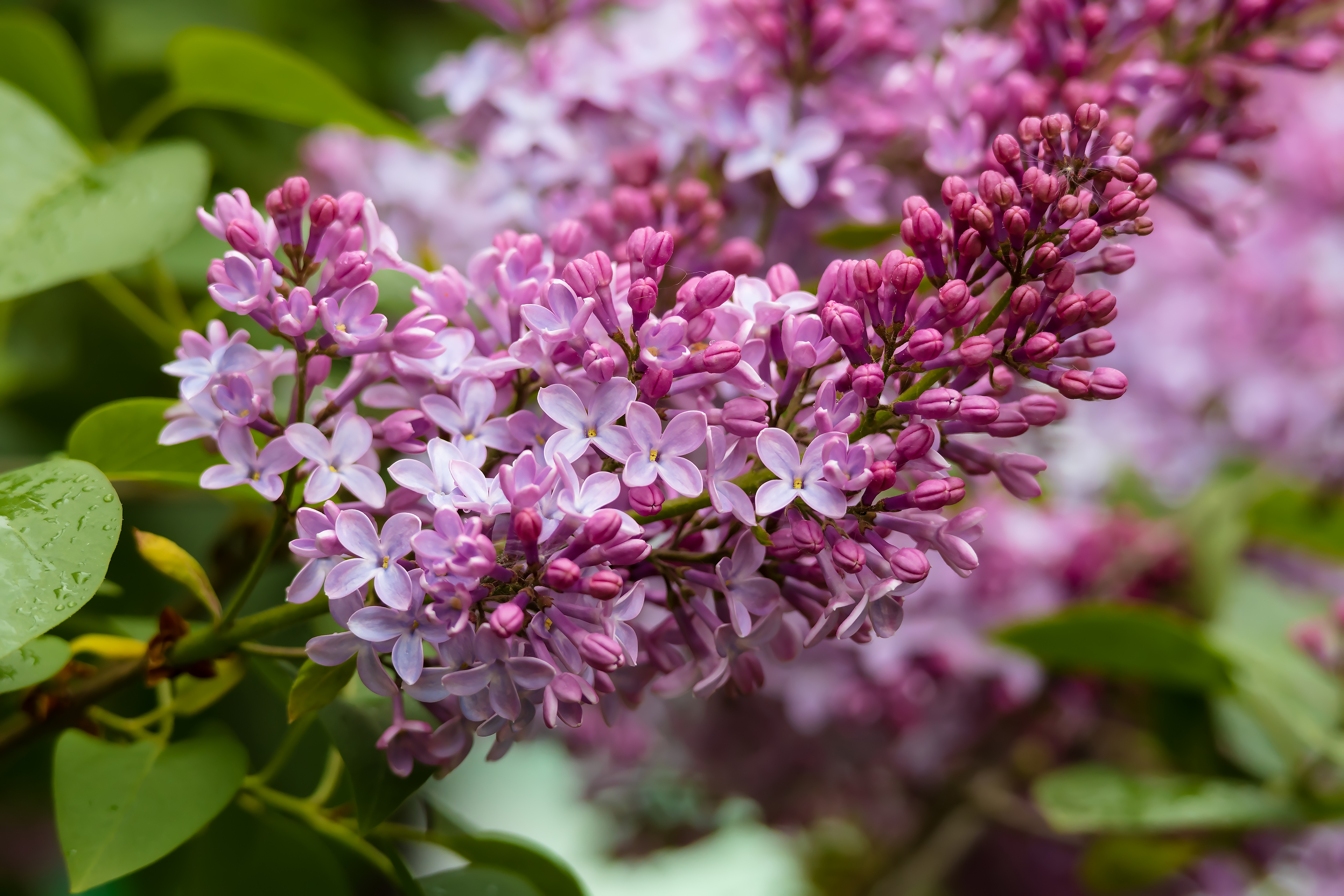 Lilac branch