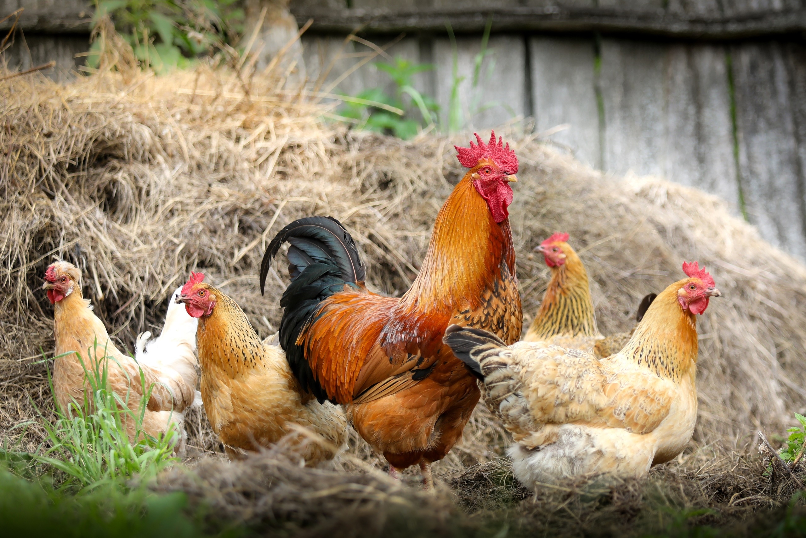 Free photo Rooster and the chicks are out for a walk