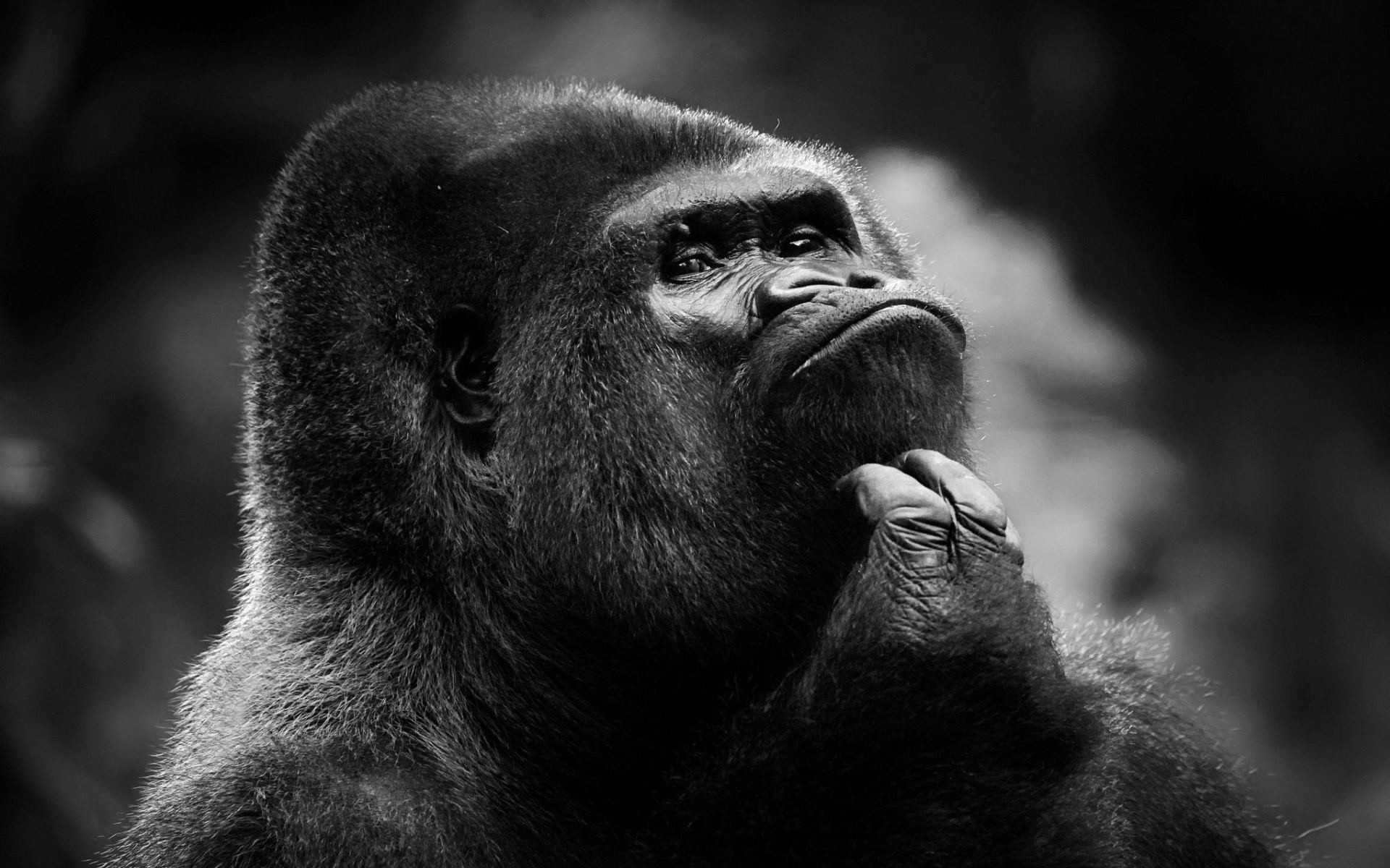 免费照片单色画中的黑猩猩