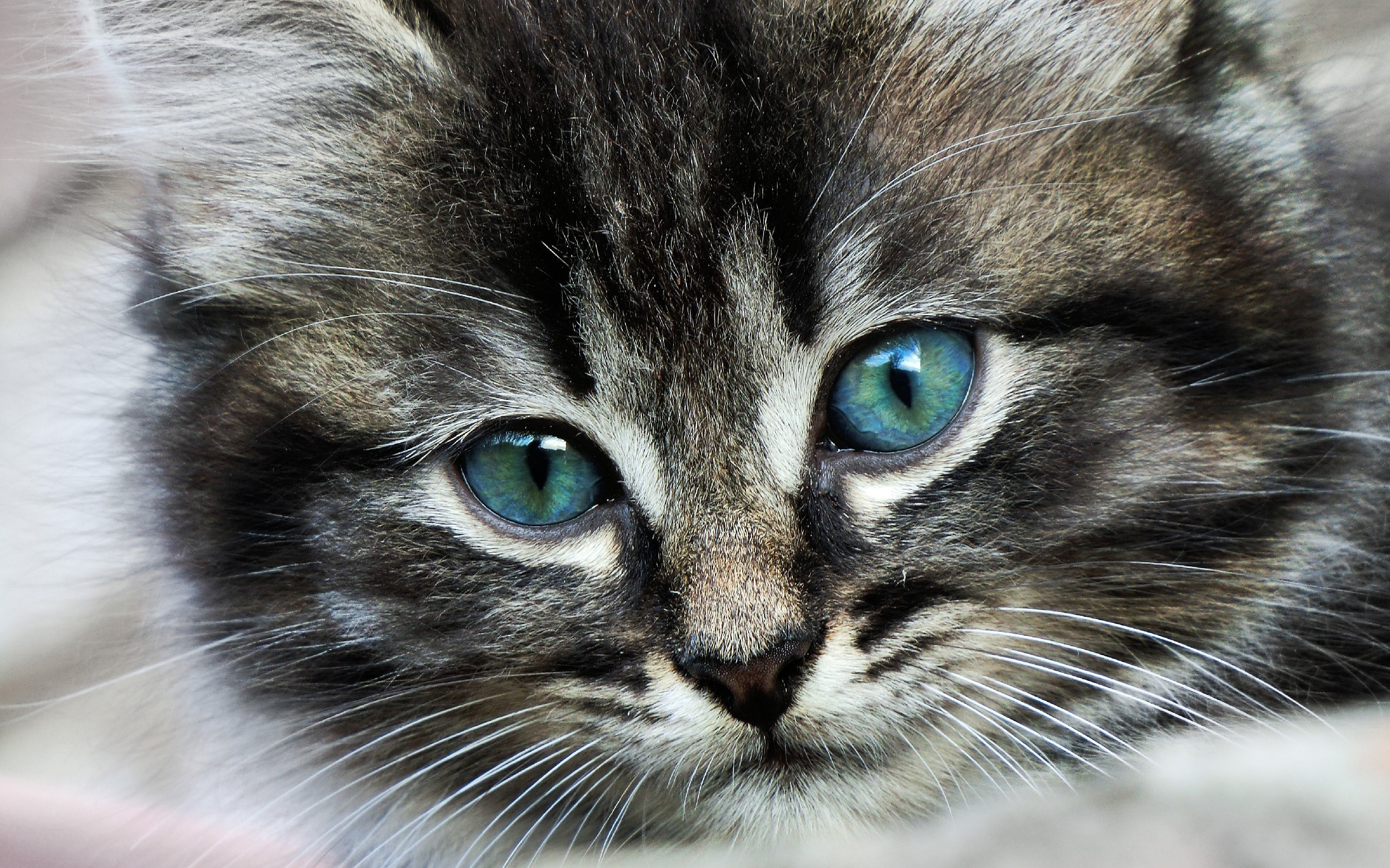 蓝眼小猫