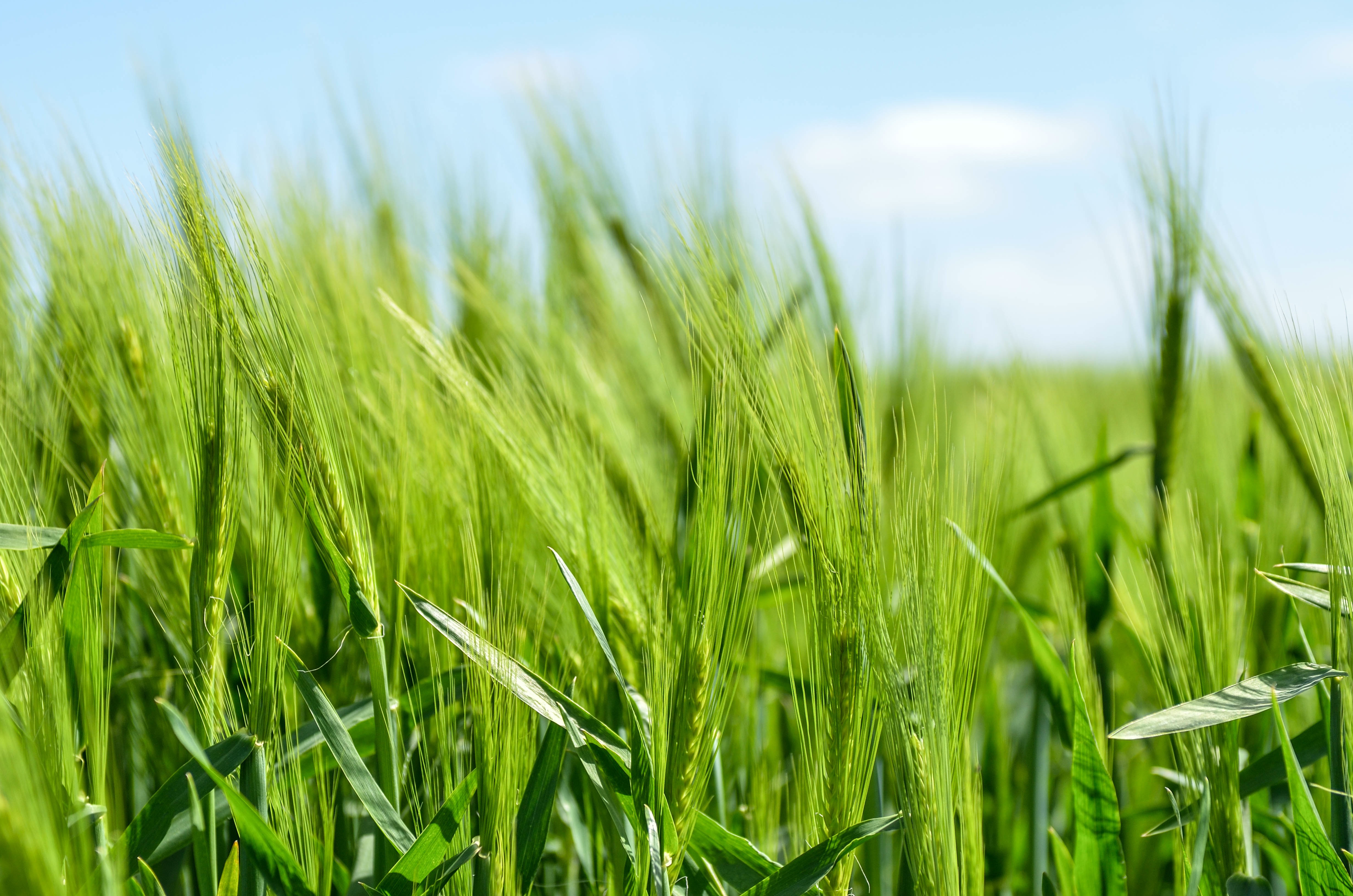 Wallpapers plant field rice field on the desktop