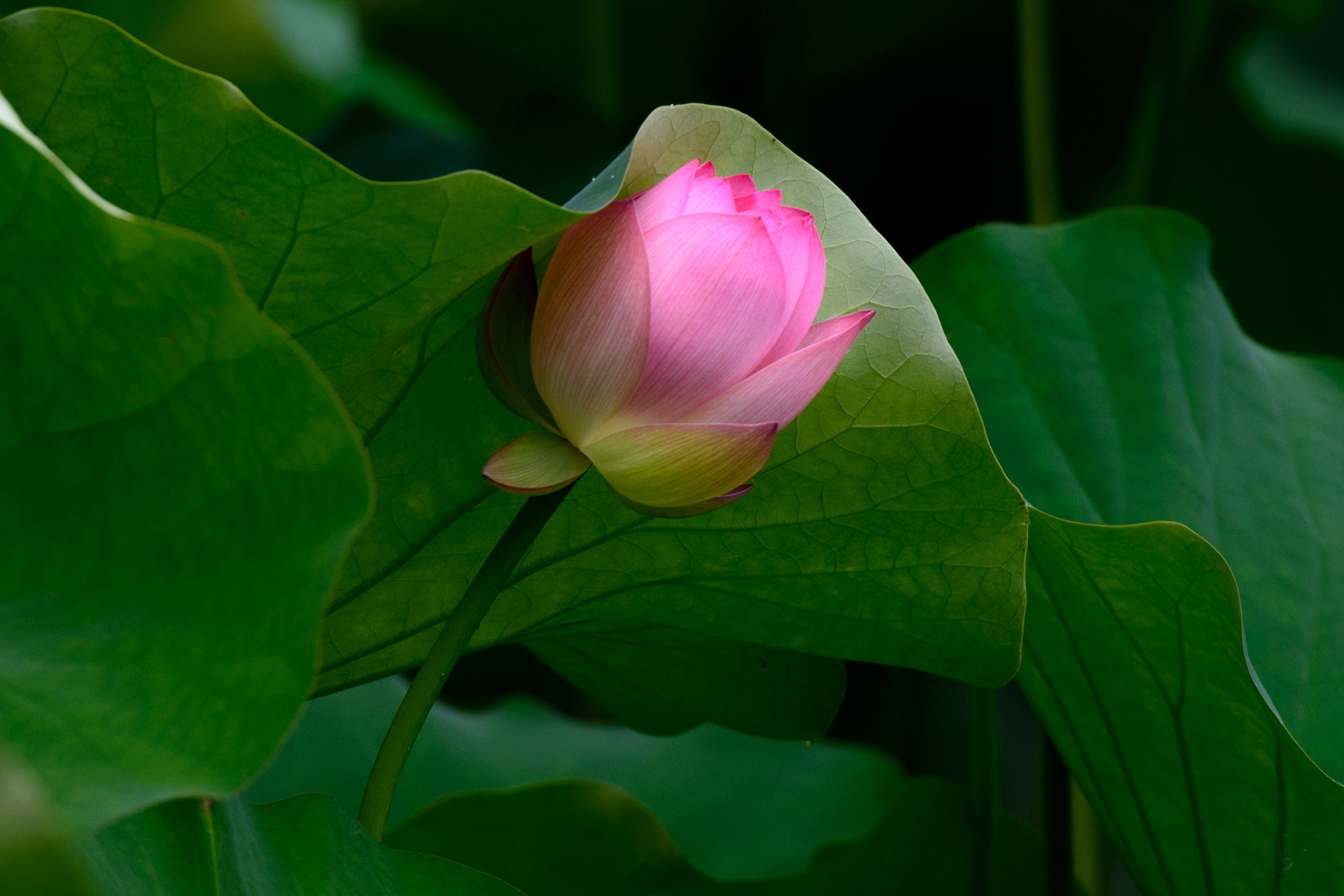 Wallpapers beautiful flower body of water lotuses on the desktop