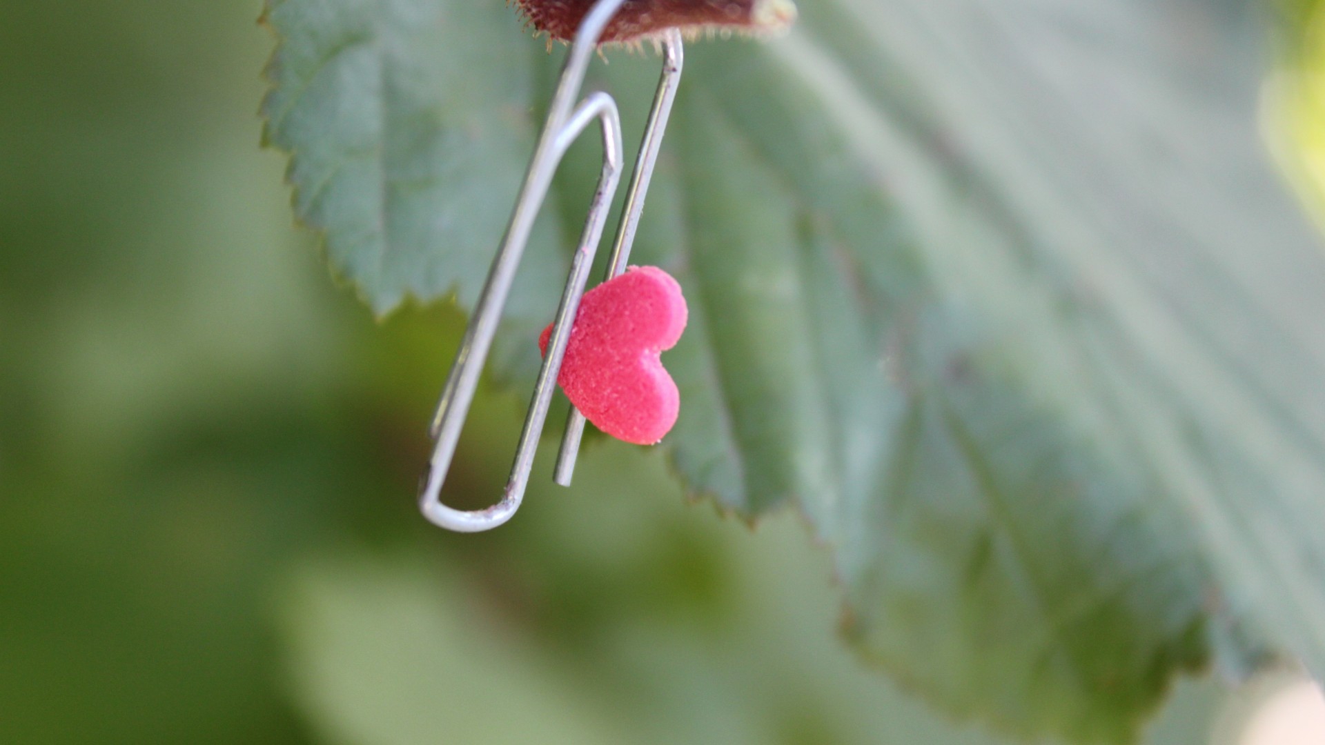 Обои природа фотографии макро на рабочий стол