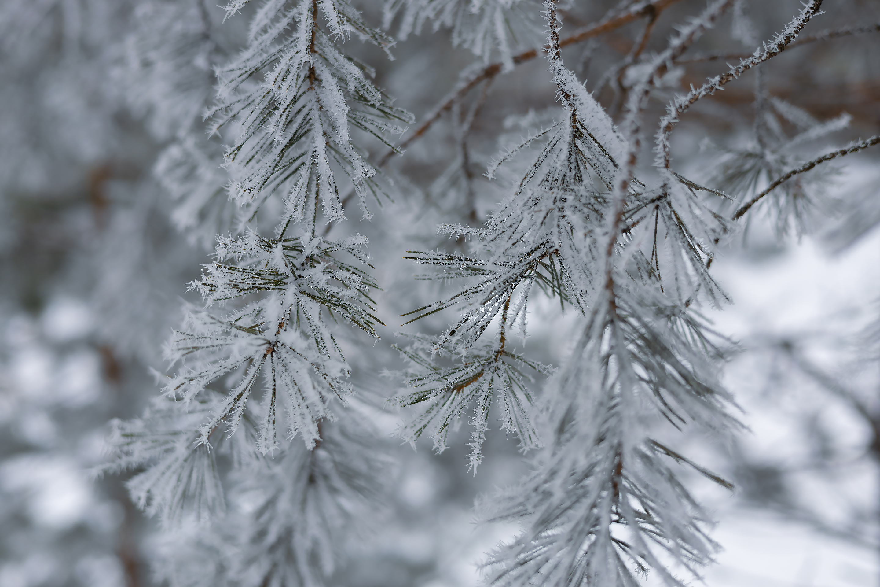 Бесплатное фото Сосновые ветви зимой