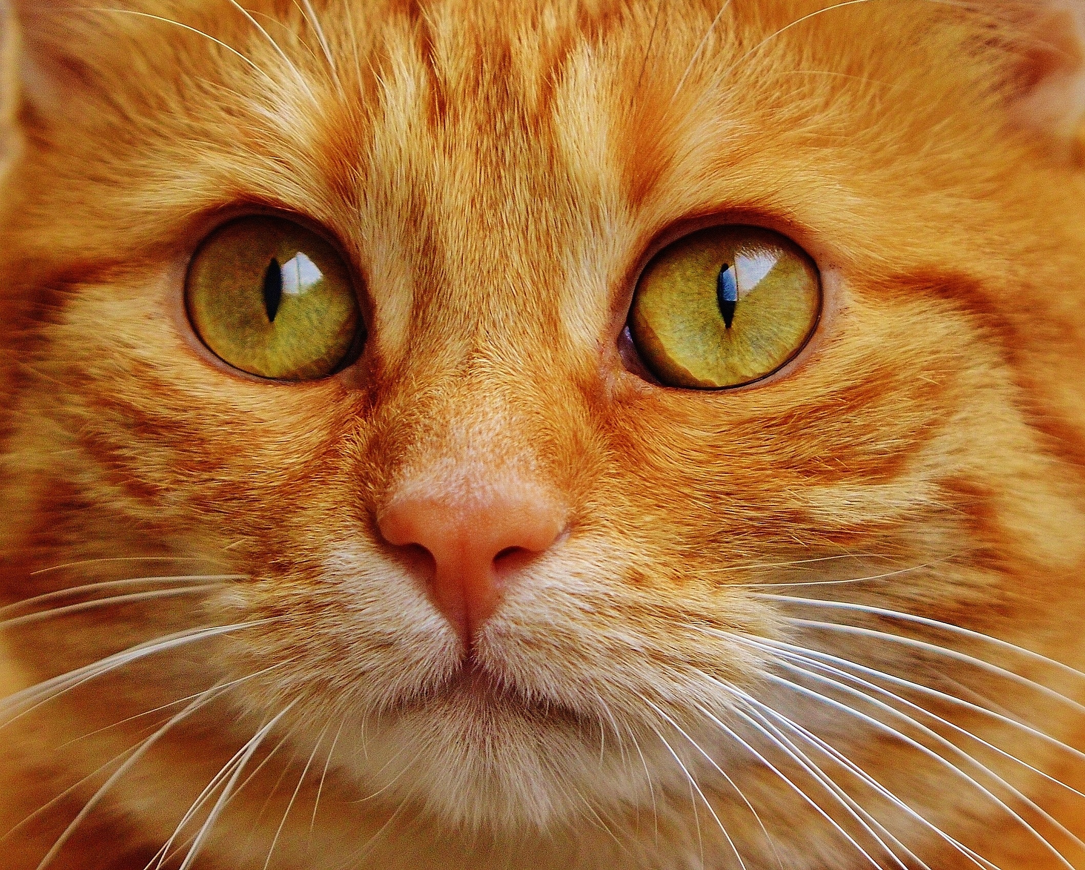 姜黄色猫脸