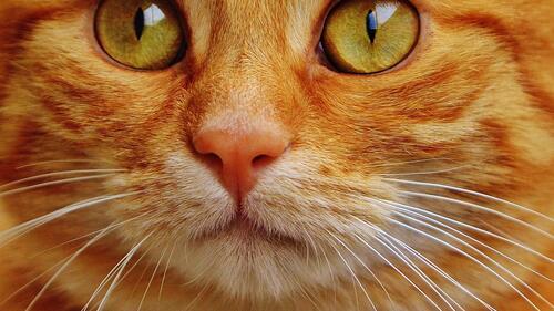 Бесплатное фото Морда рыжего кота